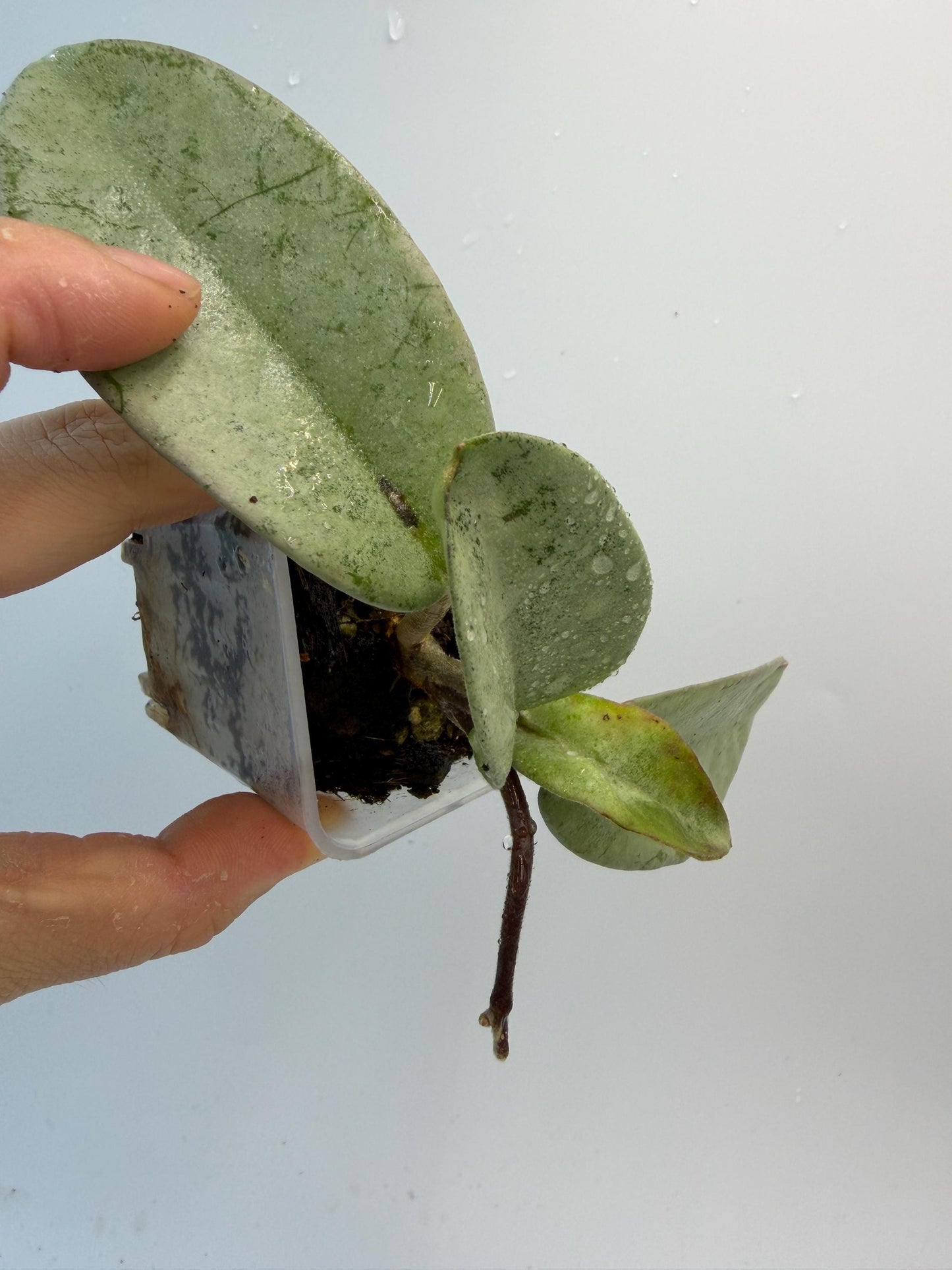 Hoya Nova Ghost