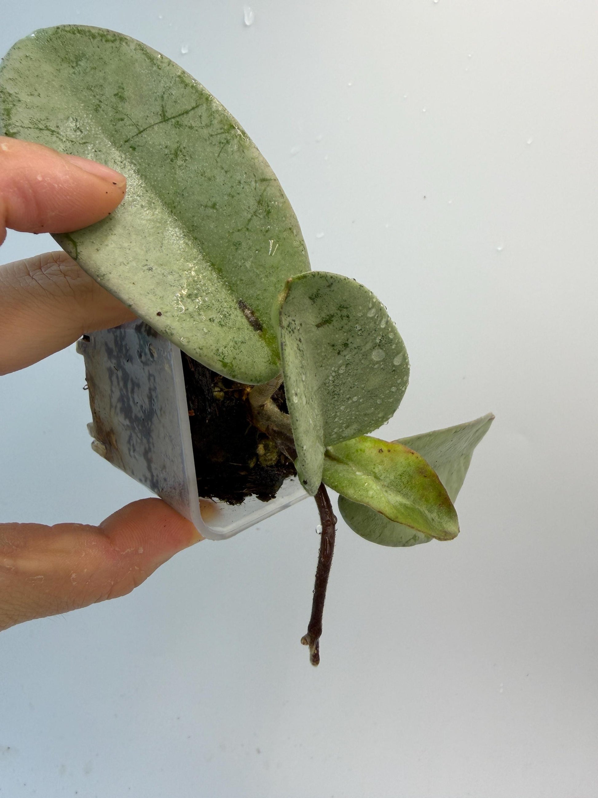 Hoya Nova Ghost
