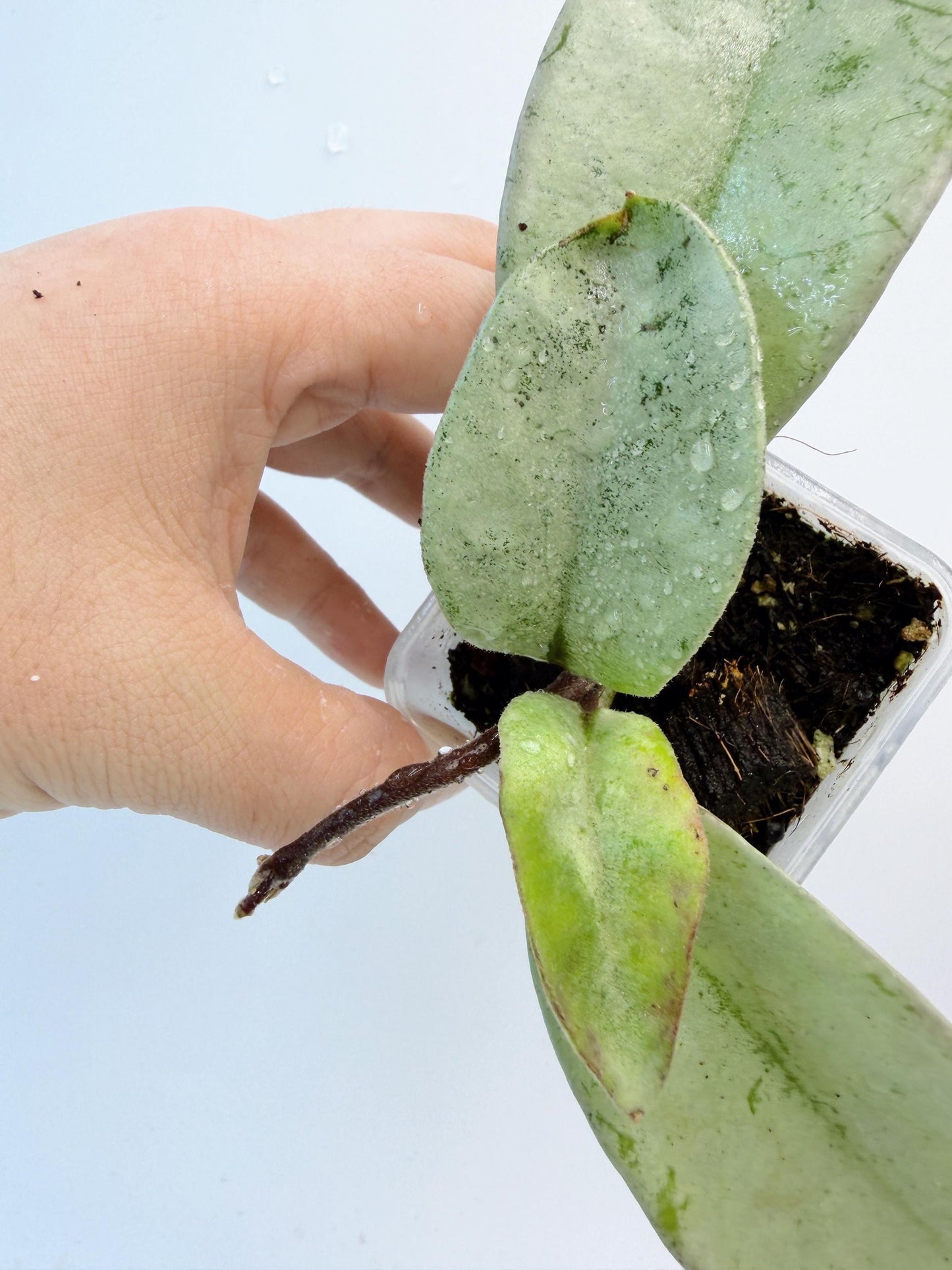 Hoya Nova Ghost