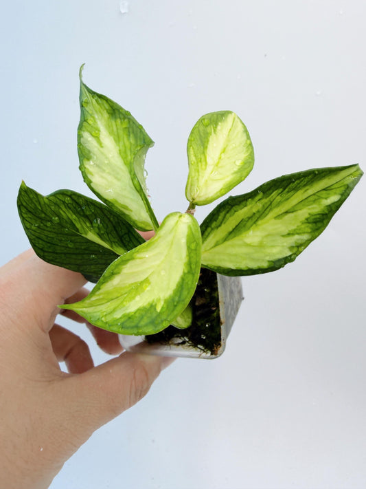 Hoya Polyneura Inner Variegated