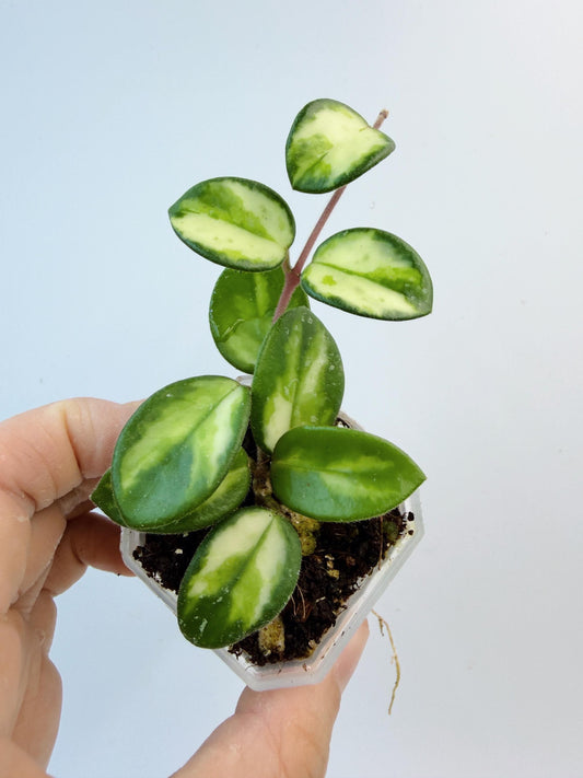 Hoya Mathilde Inner Variegated