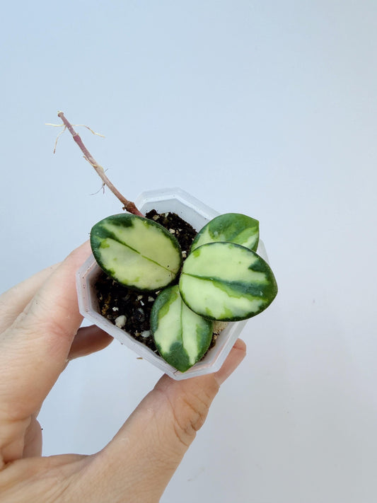 Hoya Mathilde Inner Variegated