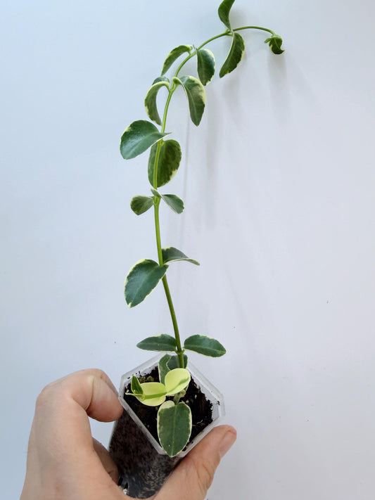 Hoya Cumingiana Albo