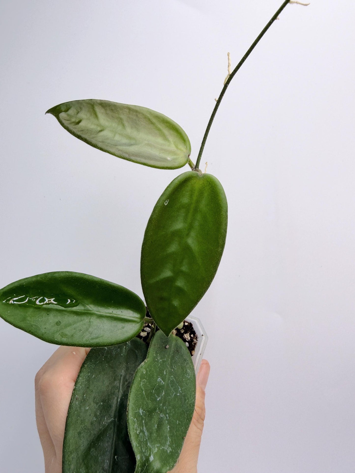 Hoya Vangviengiensis