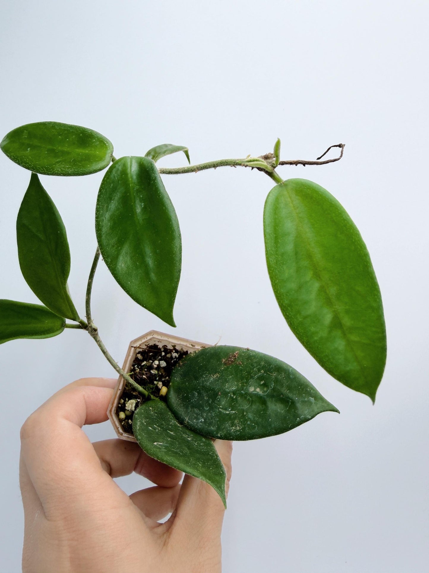 Hoya Vangviengiensis