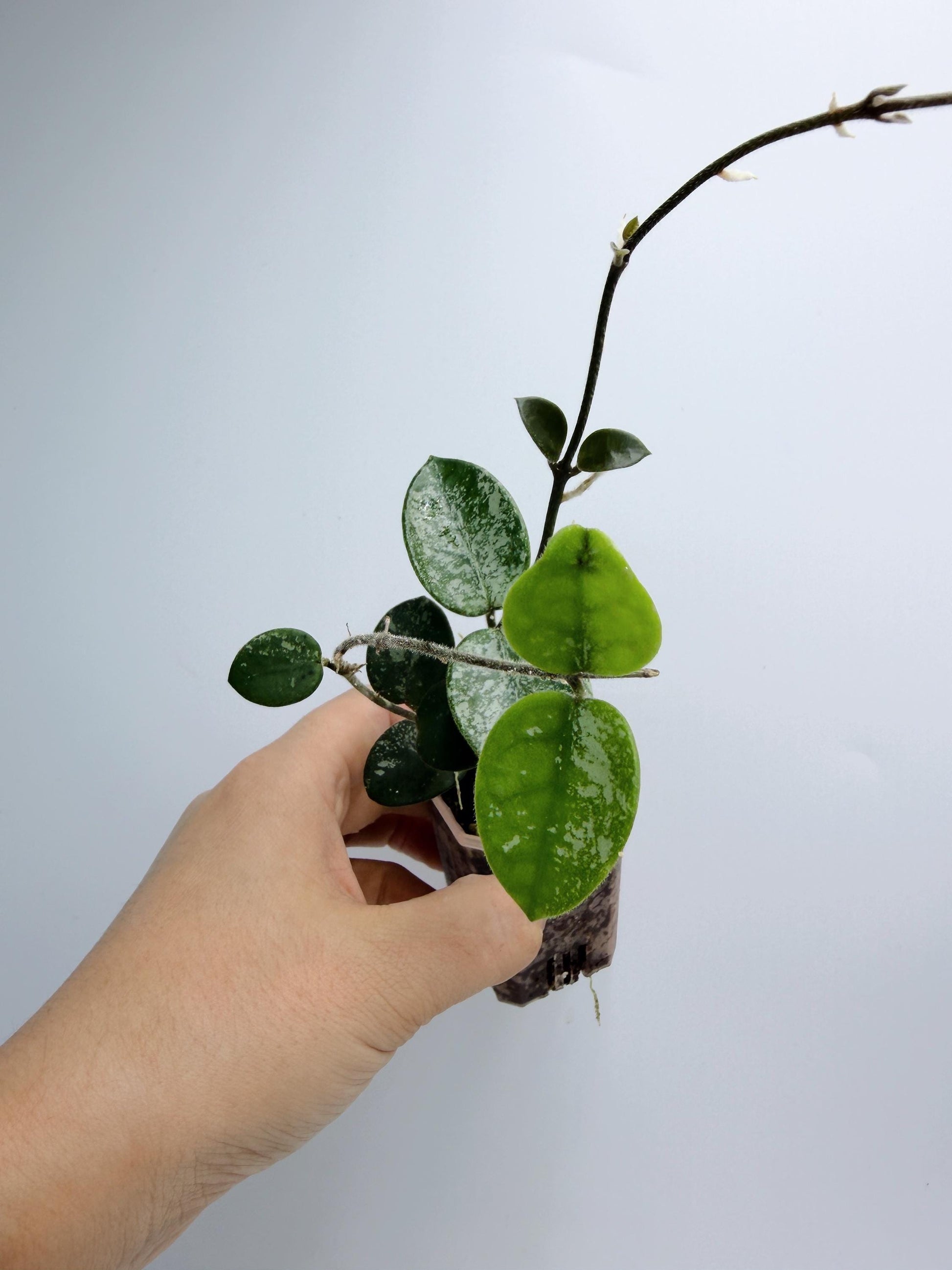 Hoya Mathilde Splash