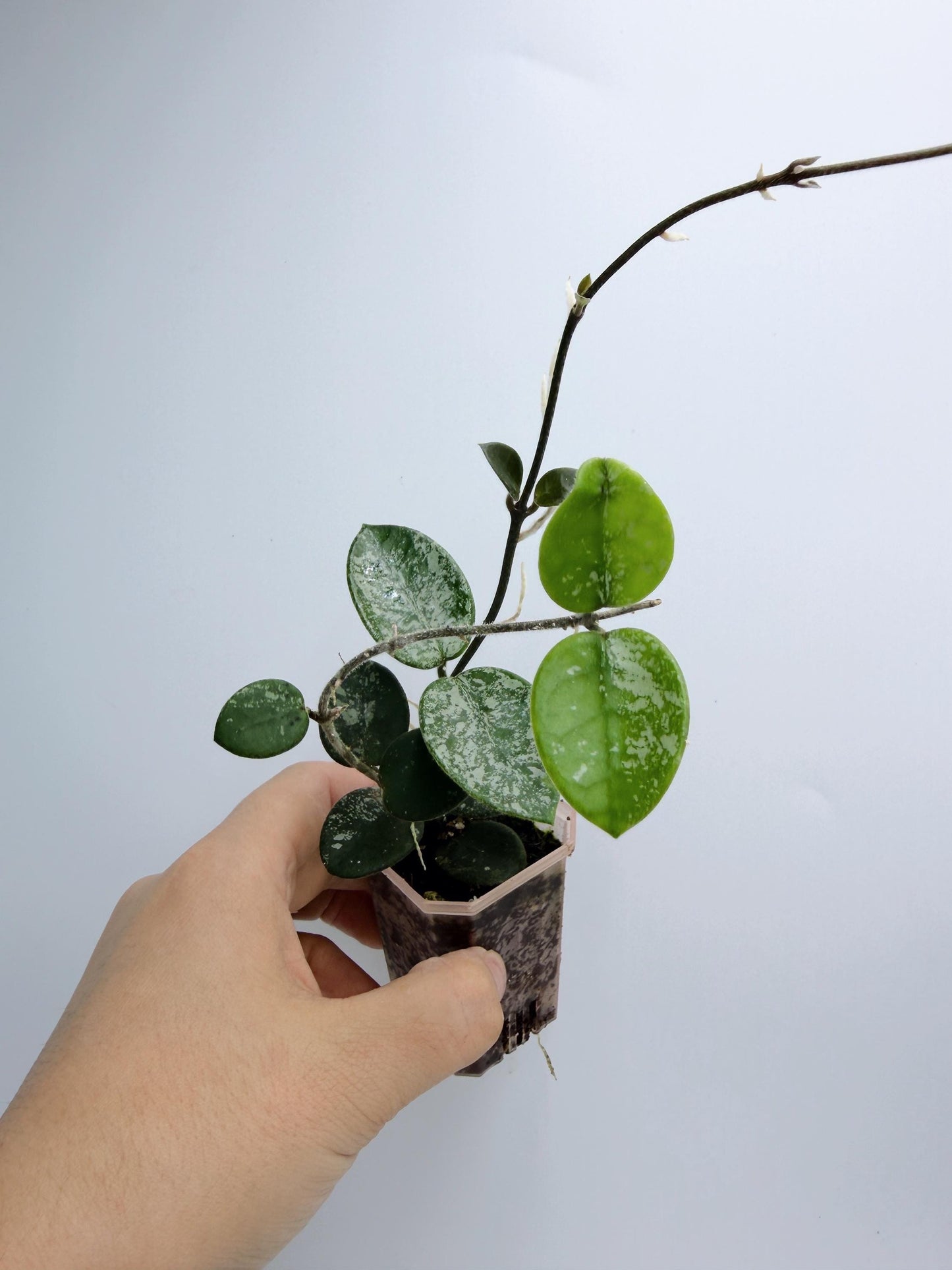 Hoya Mathilde Splash