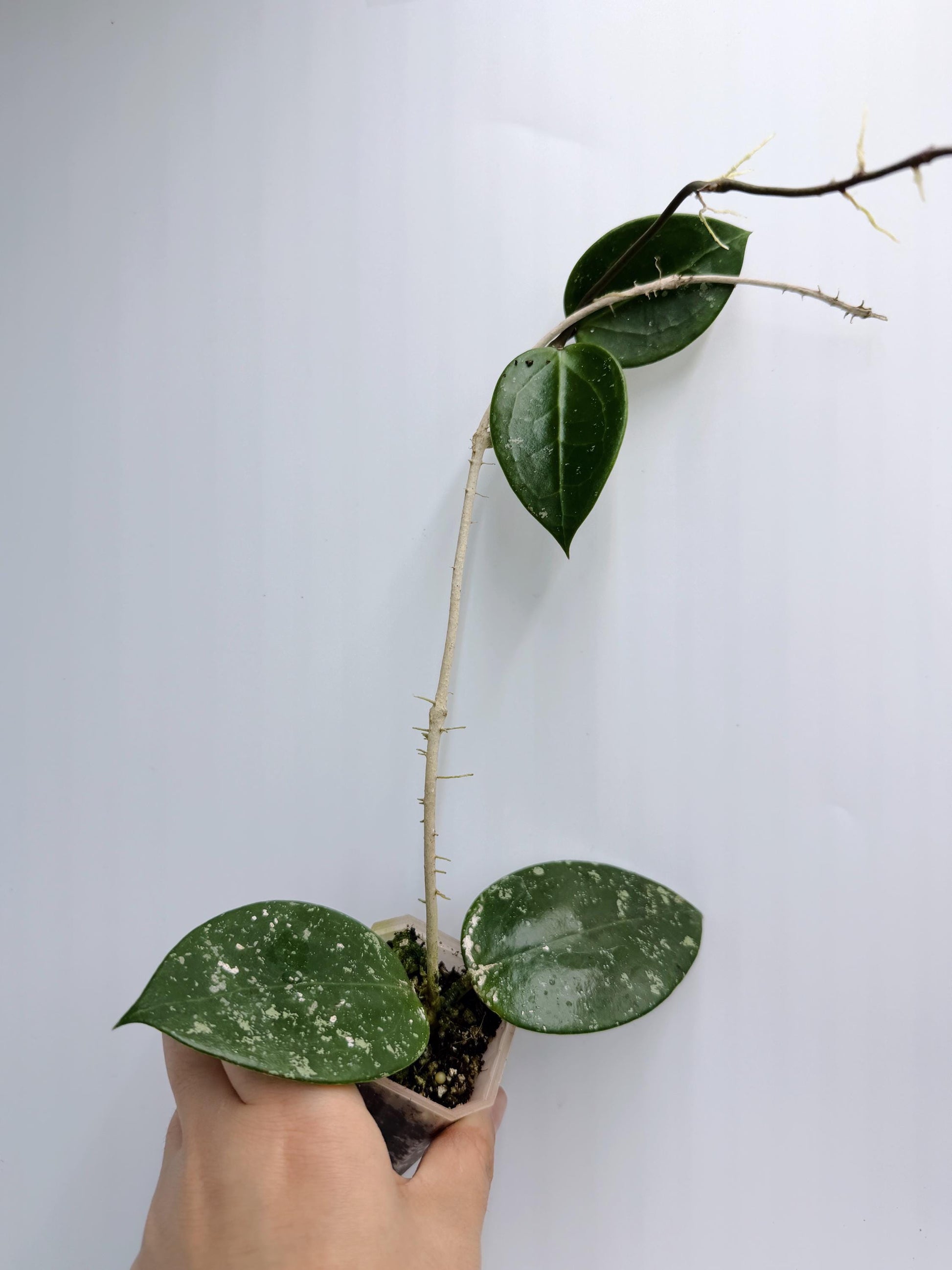 Hoya Verticillata Heart Leaves Splash