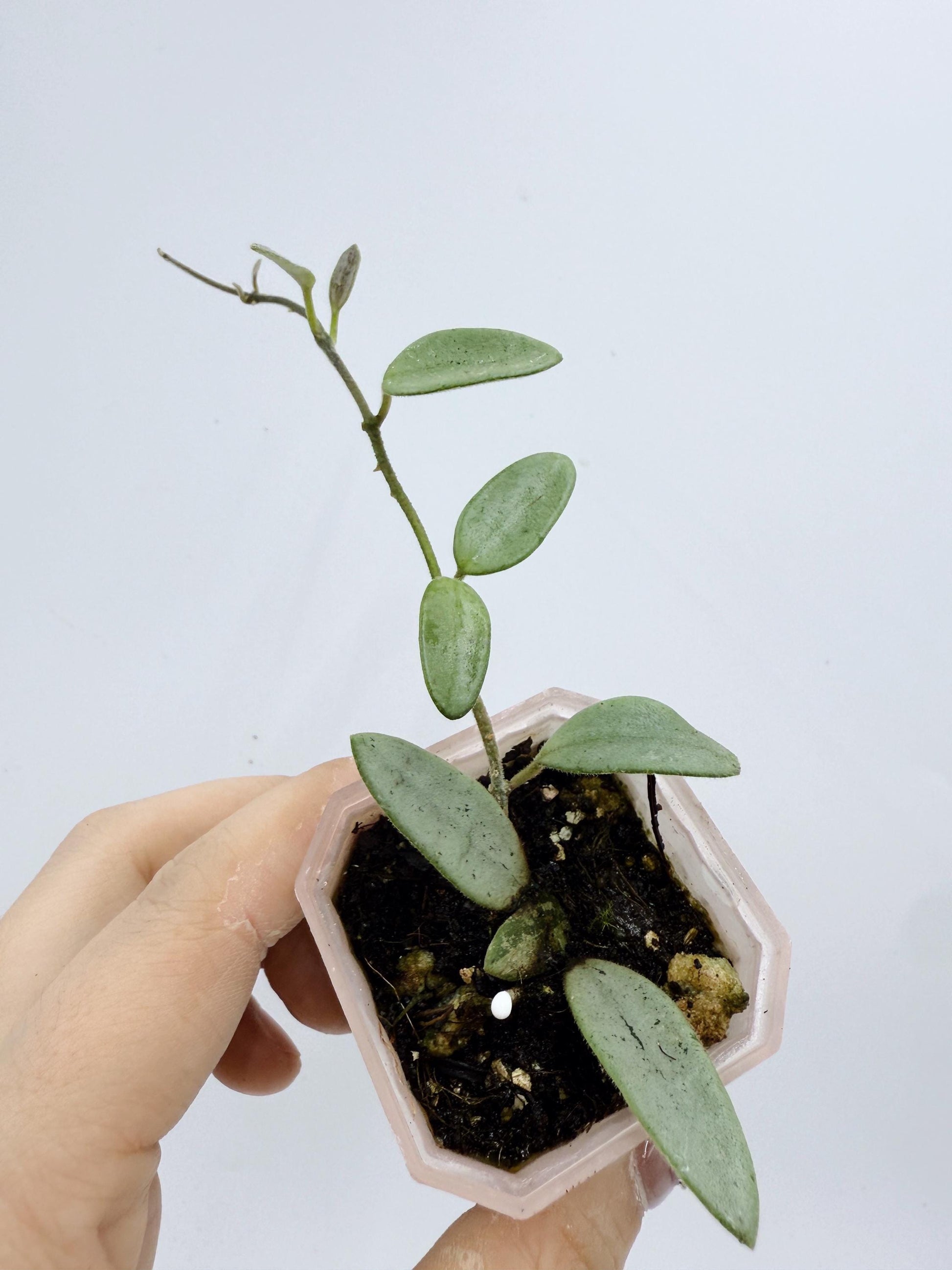 Hoya Lima Silver