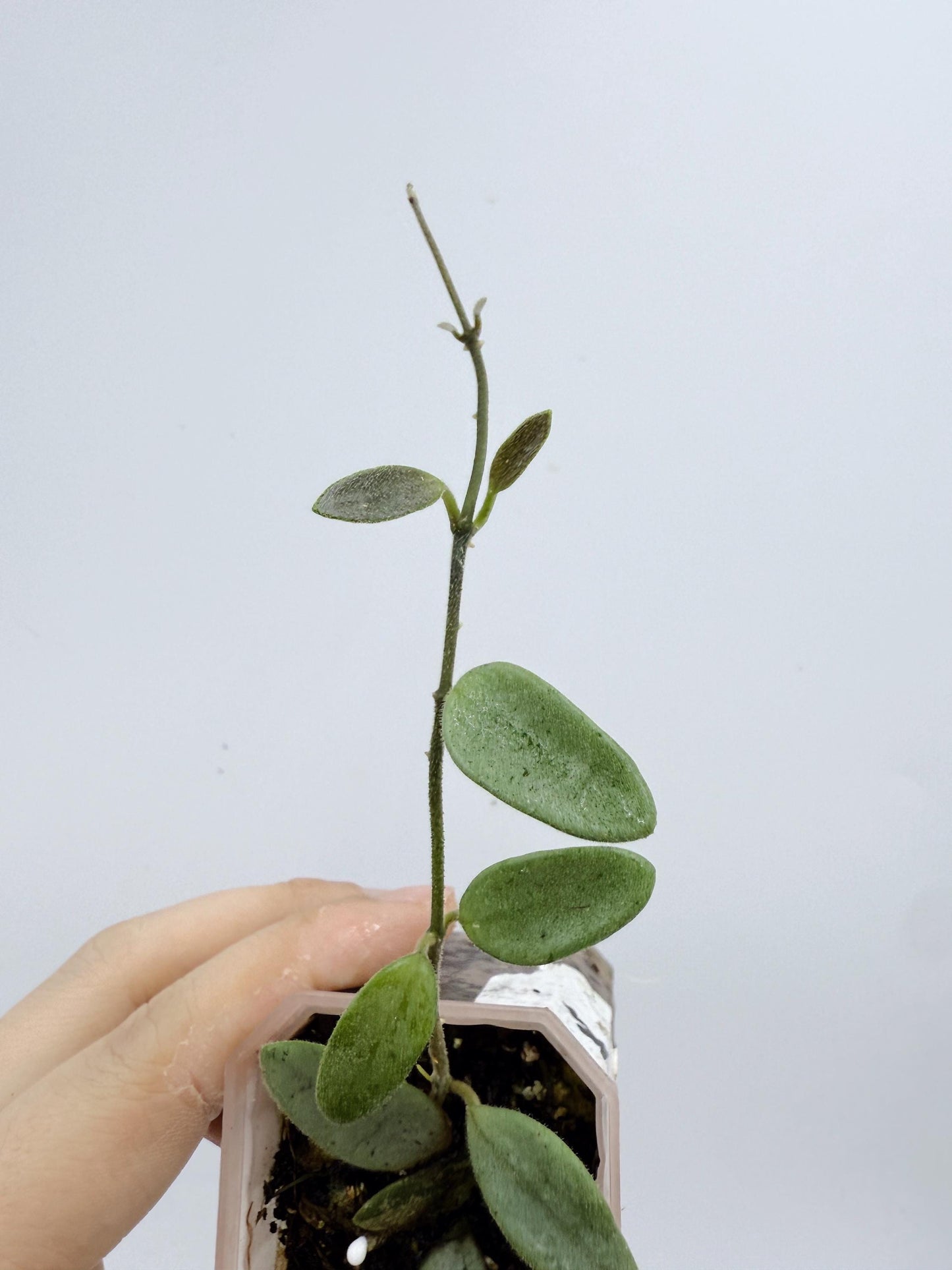 Hoya Lima Silver