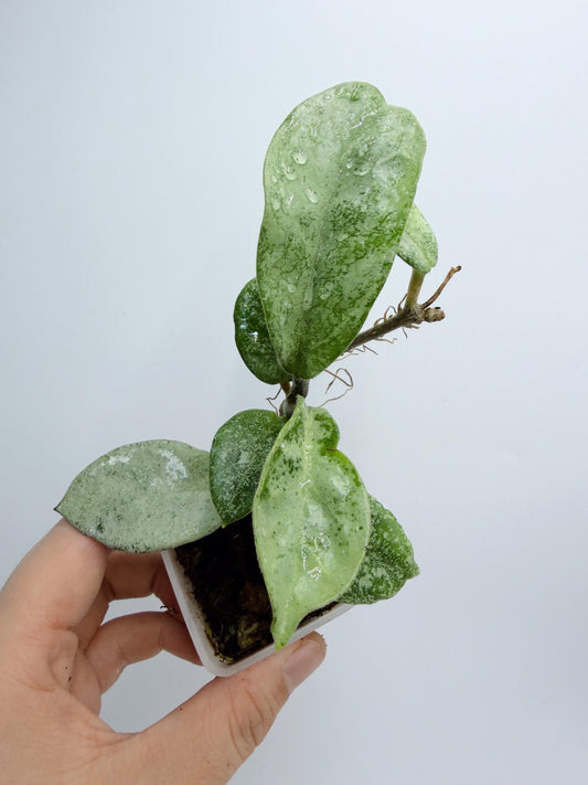 Hoya Nova Ghost