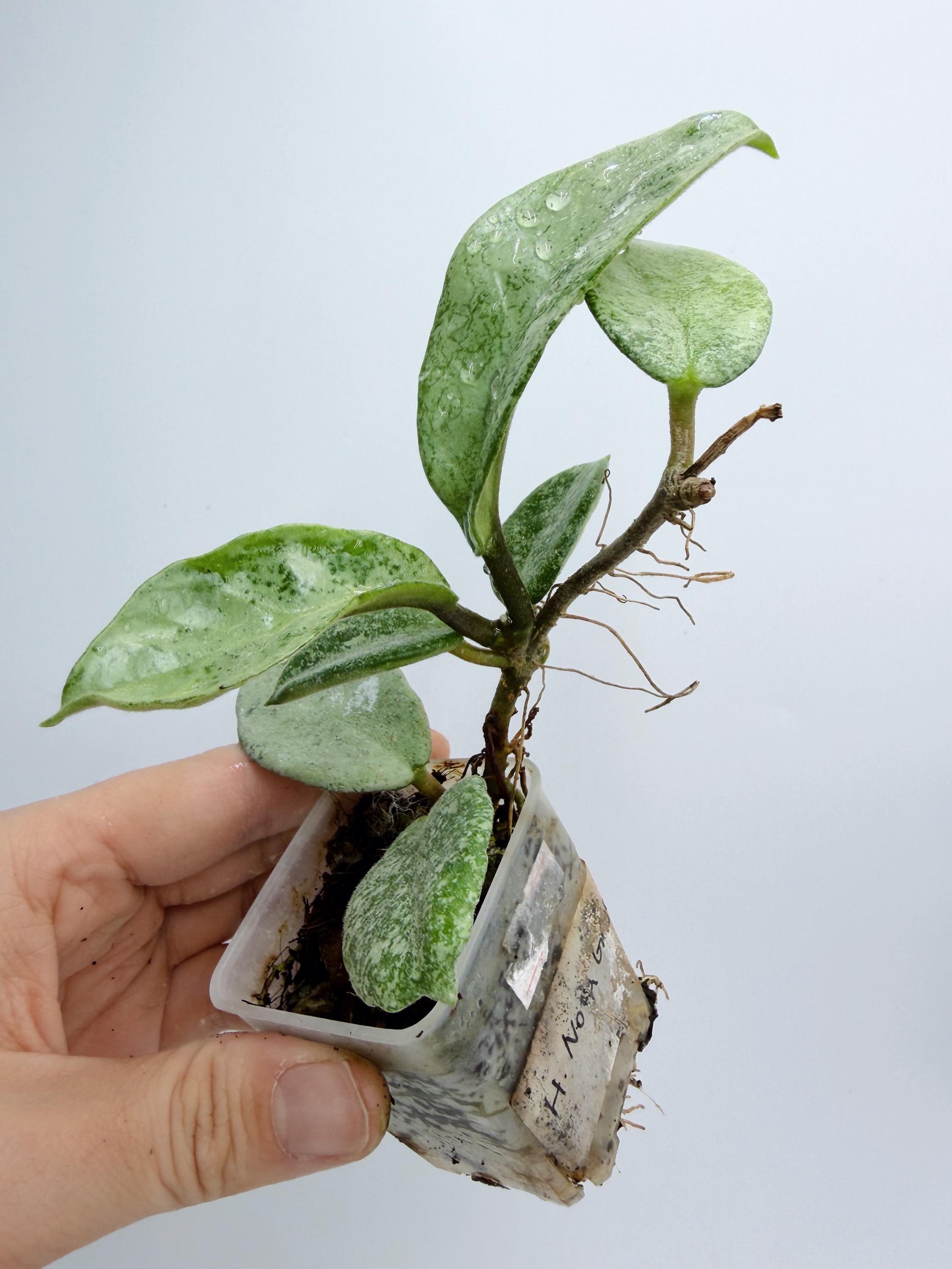 Hoya Nova Ghost