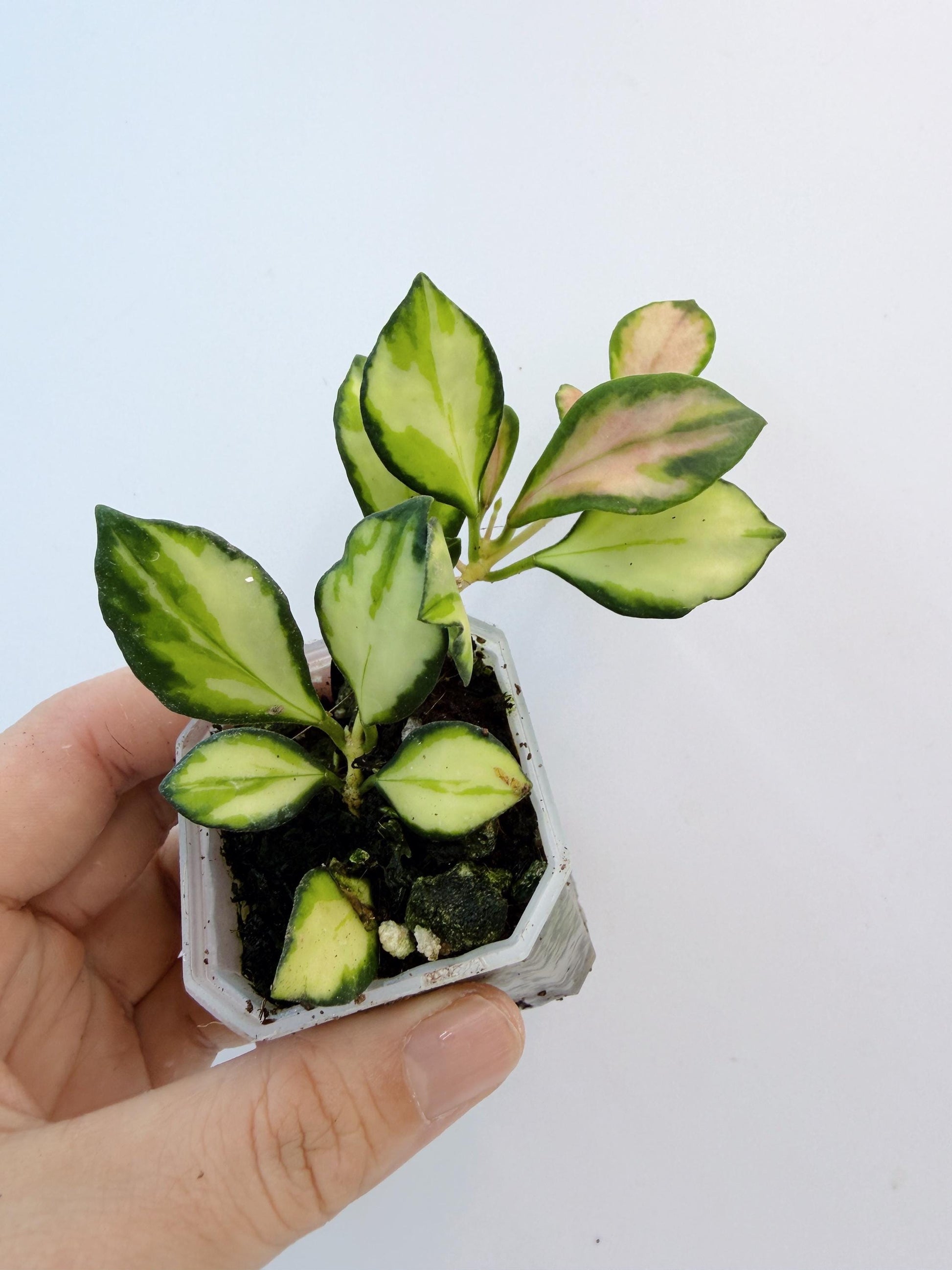 Hoya Lacunosa Inner Variegated