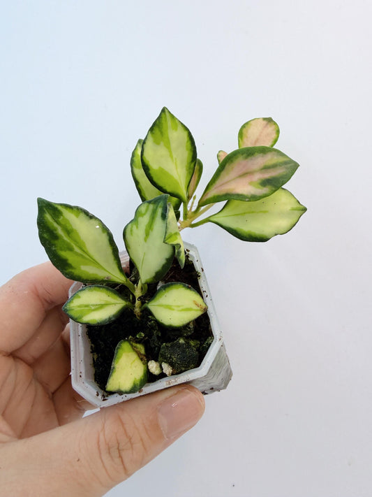 Hoya Lacunosa Inner Variegated