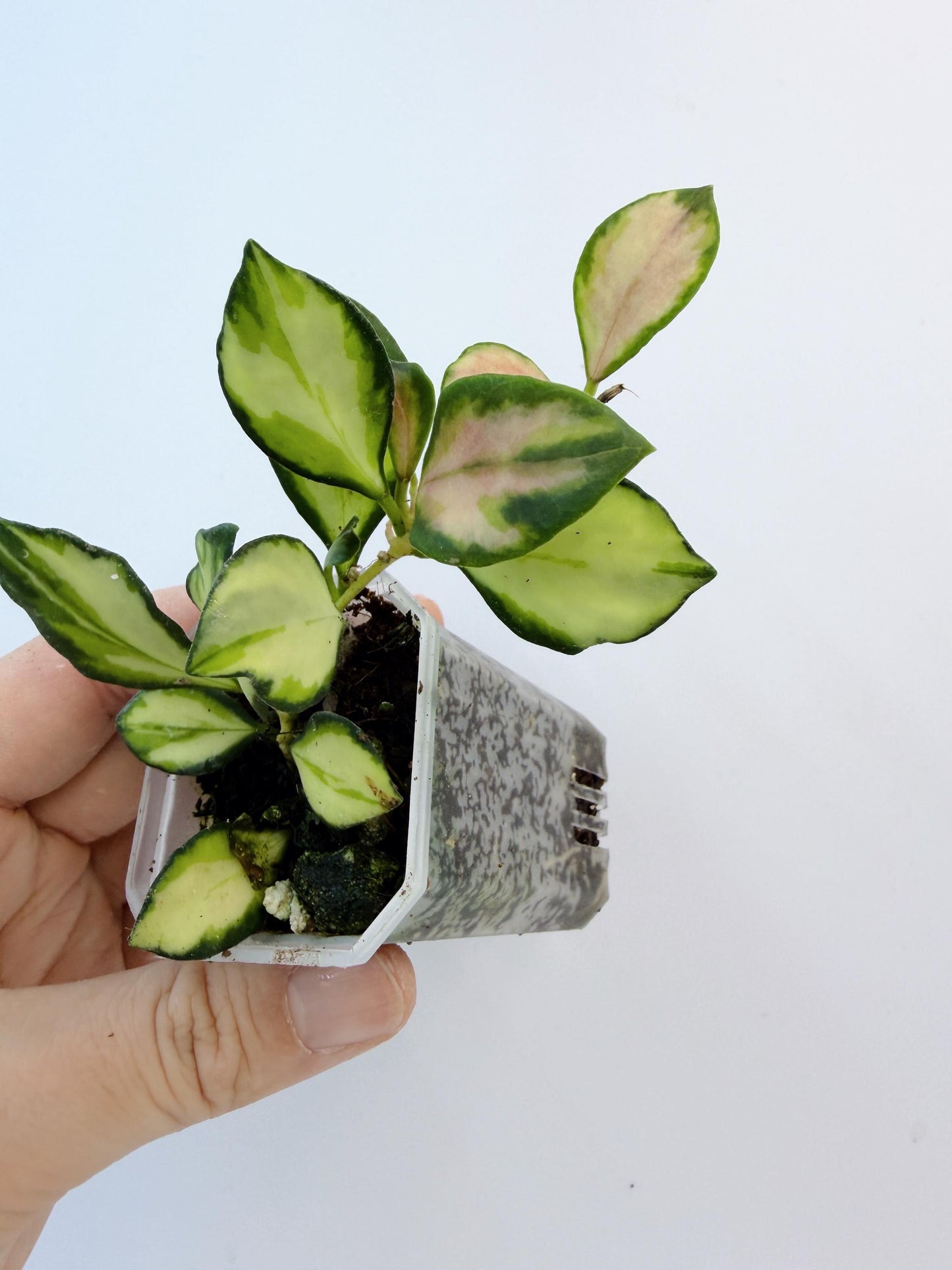 Hoya Lacunosa Inner Variegated
