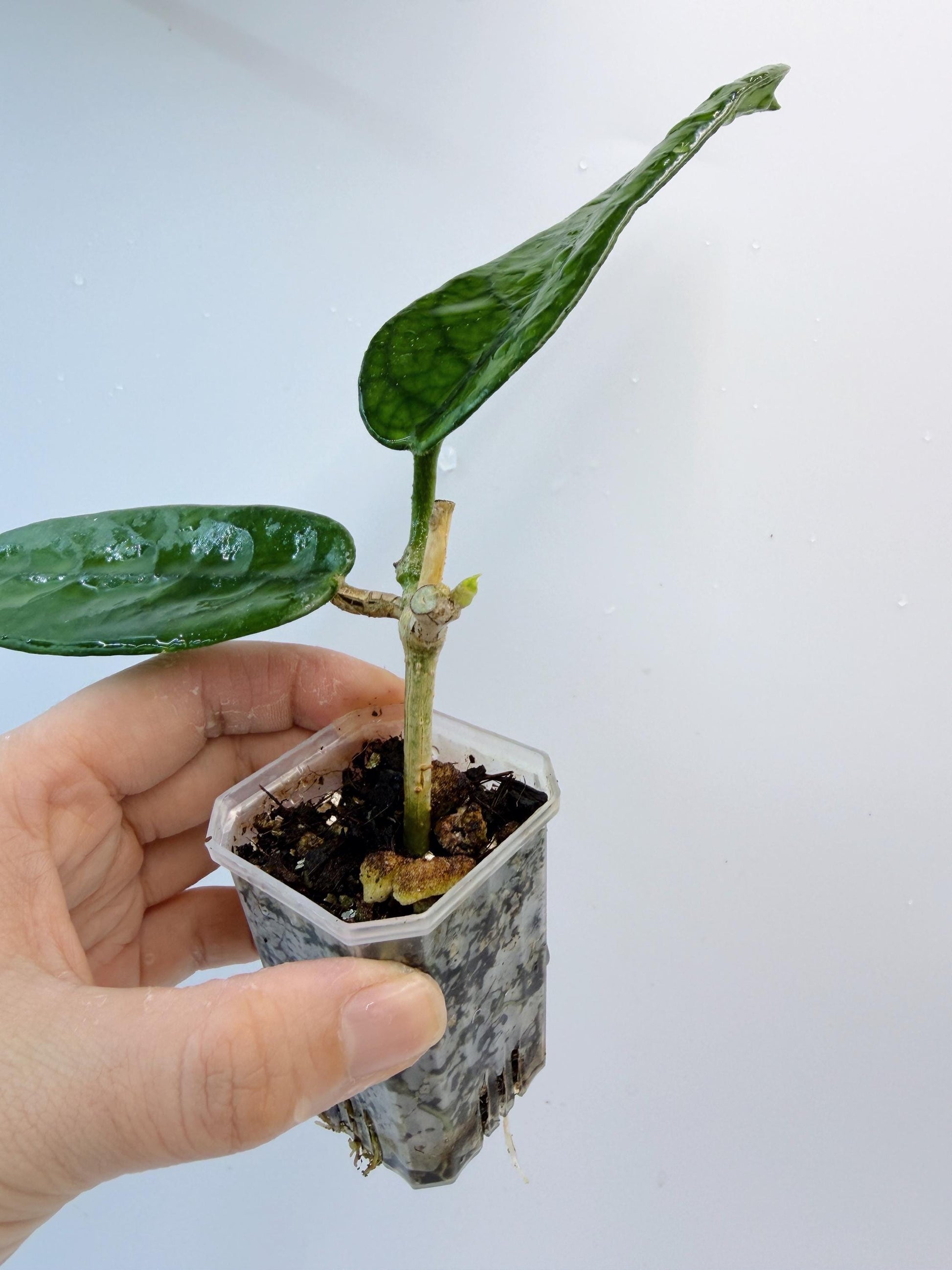 Hoya Mutuo
