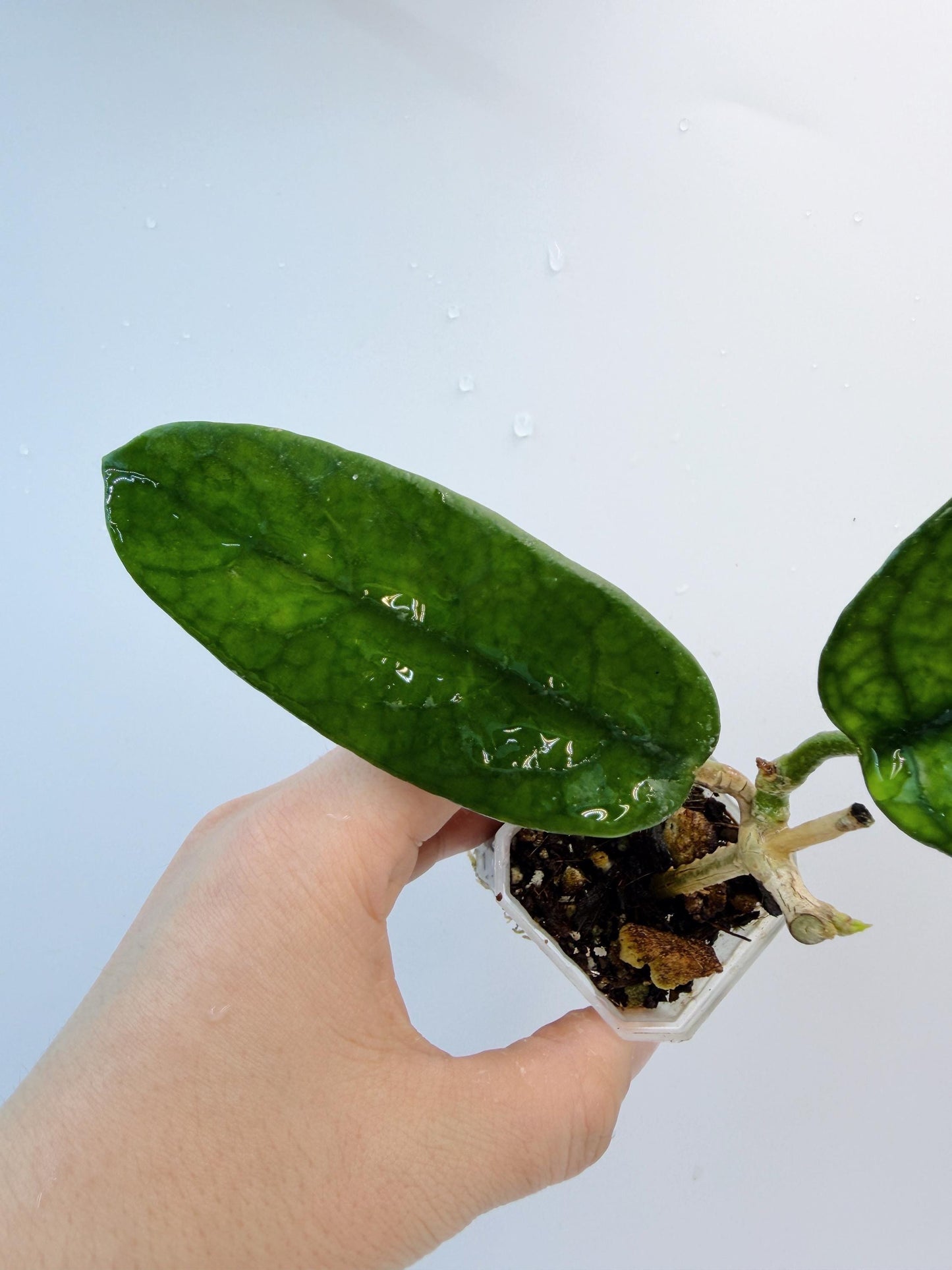 Hoya Mutuo