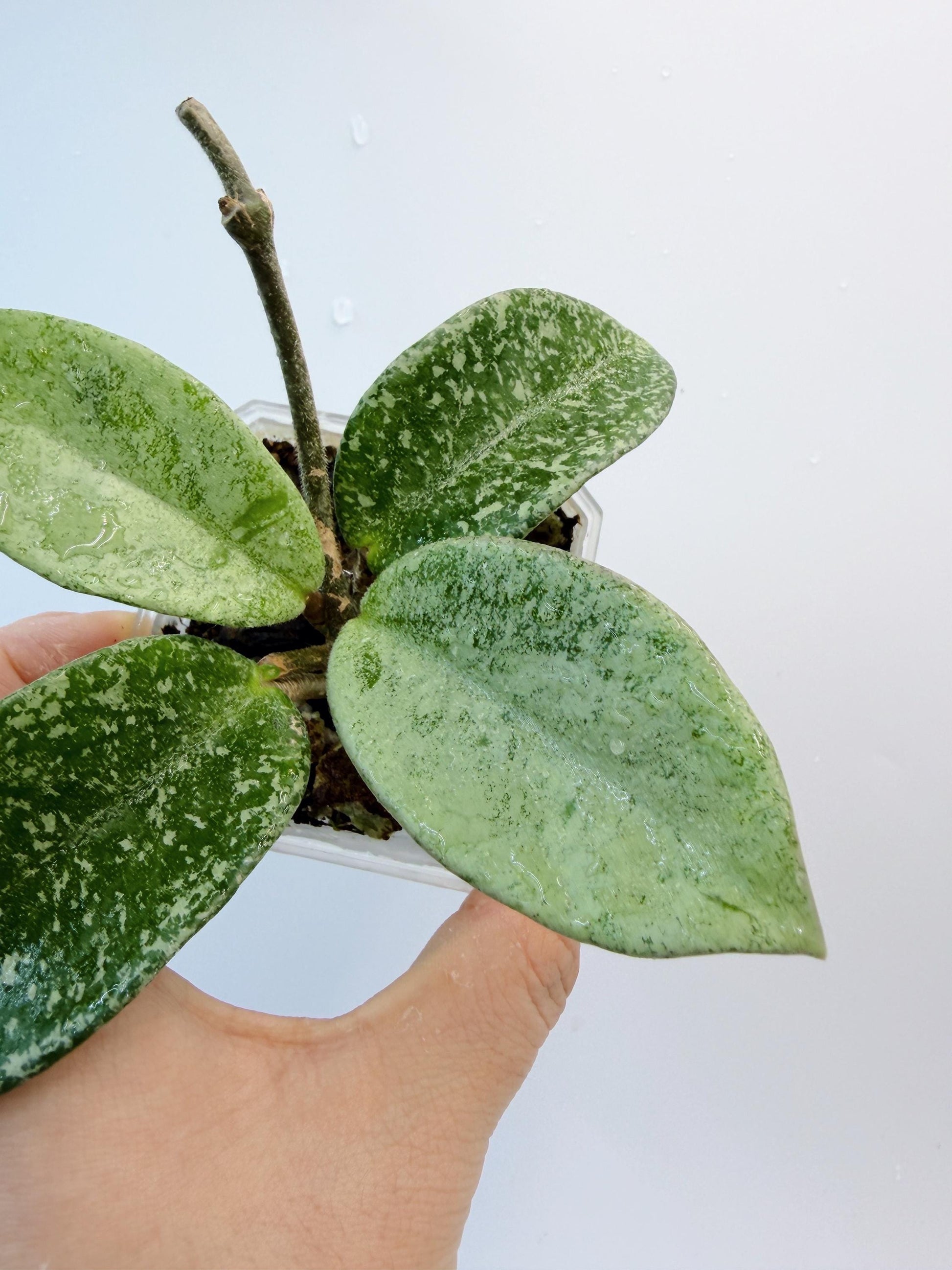 Hoya Nova Ghost