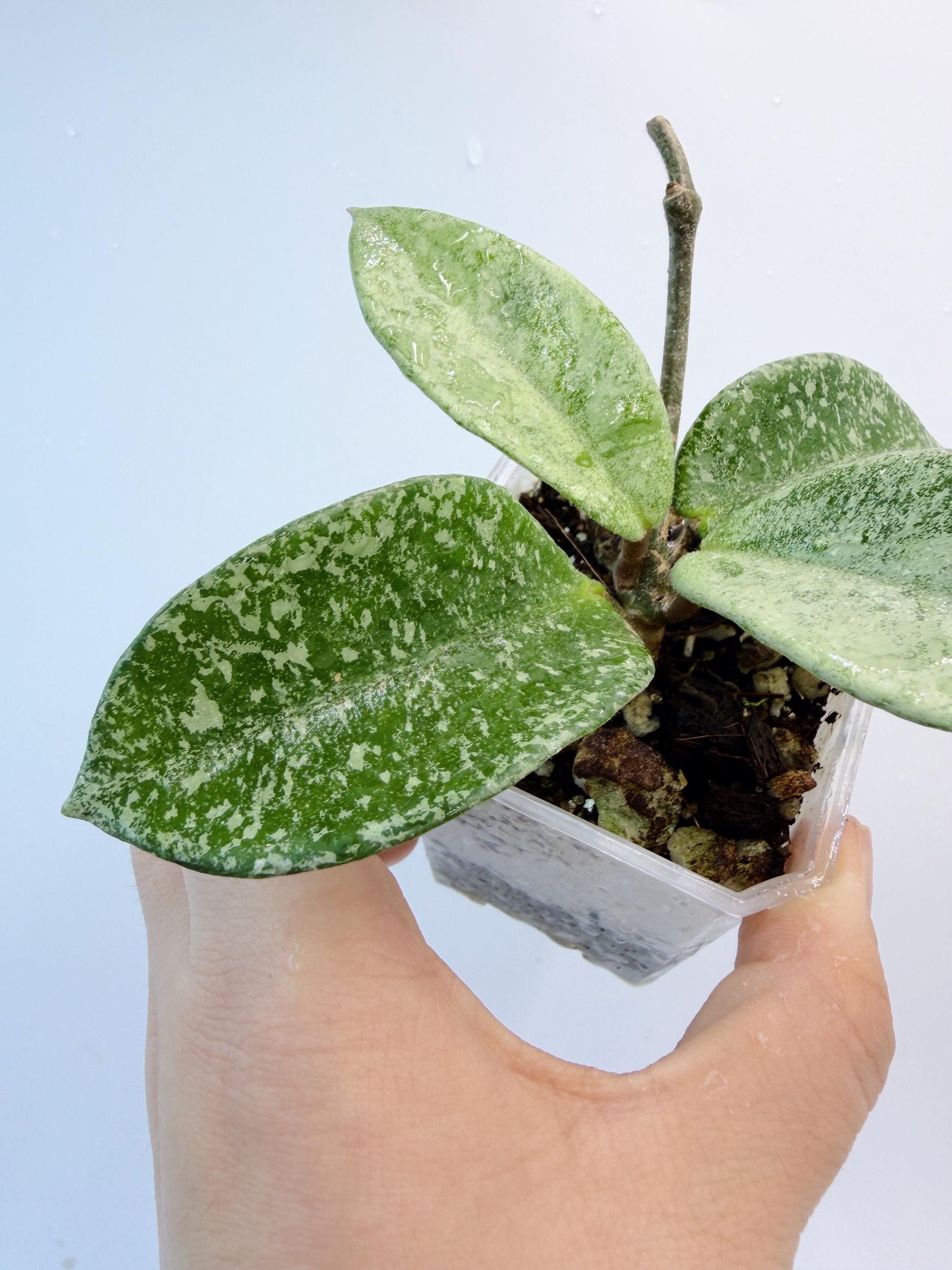 Hoya Nova Ghost