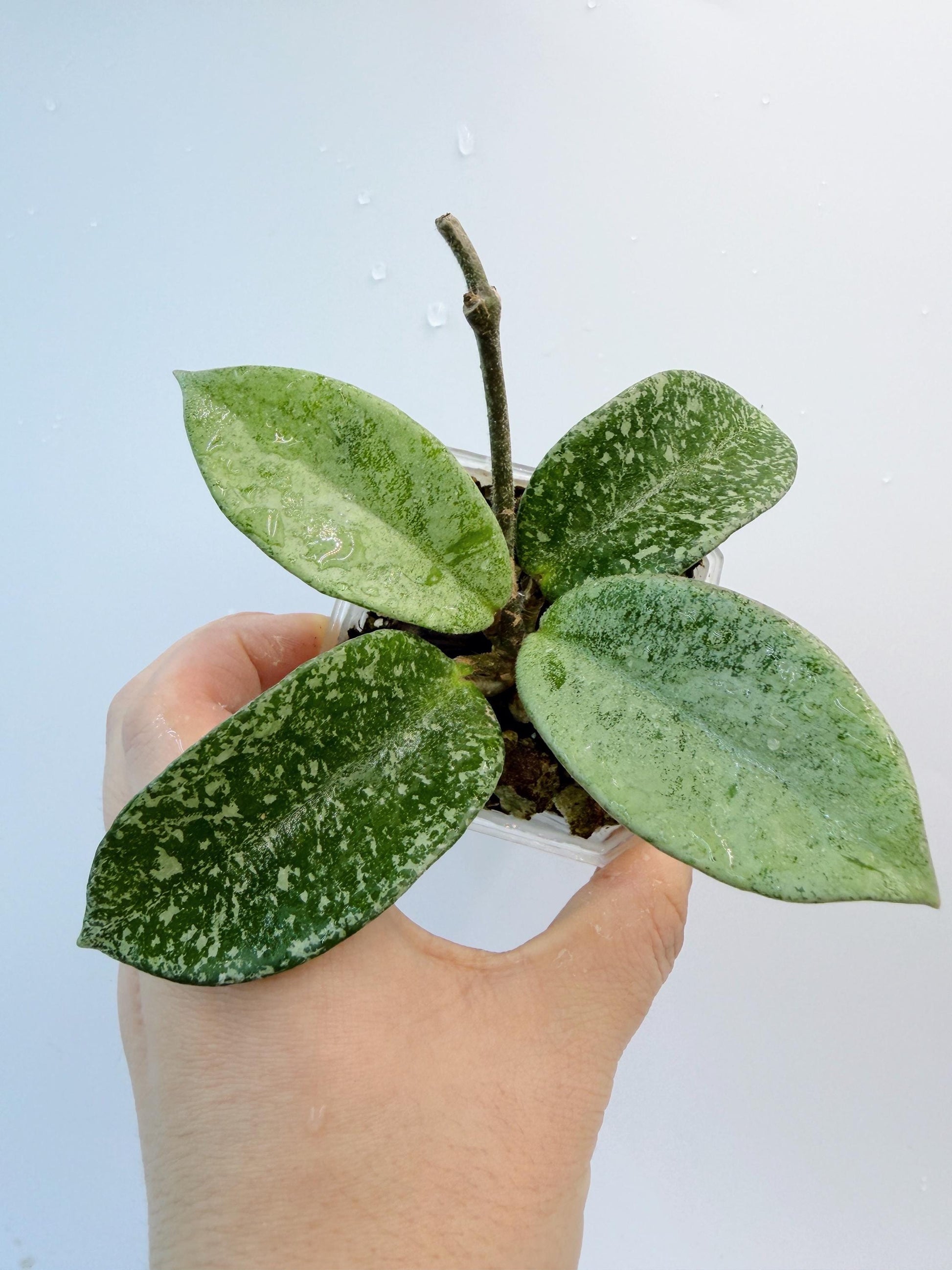 Hoya Nova Ghost