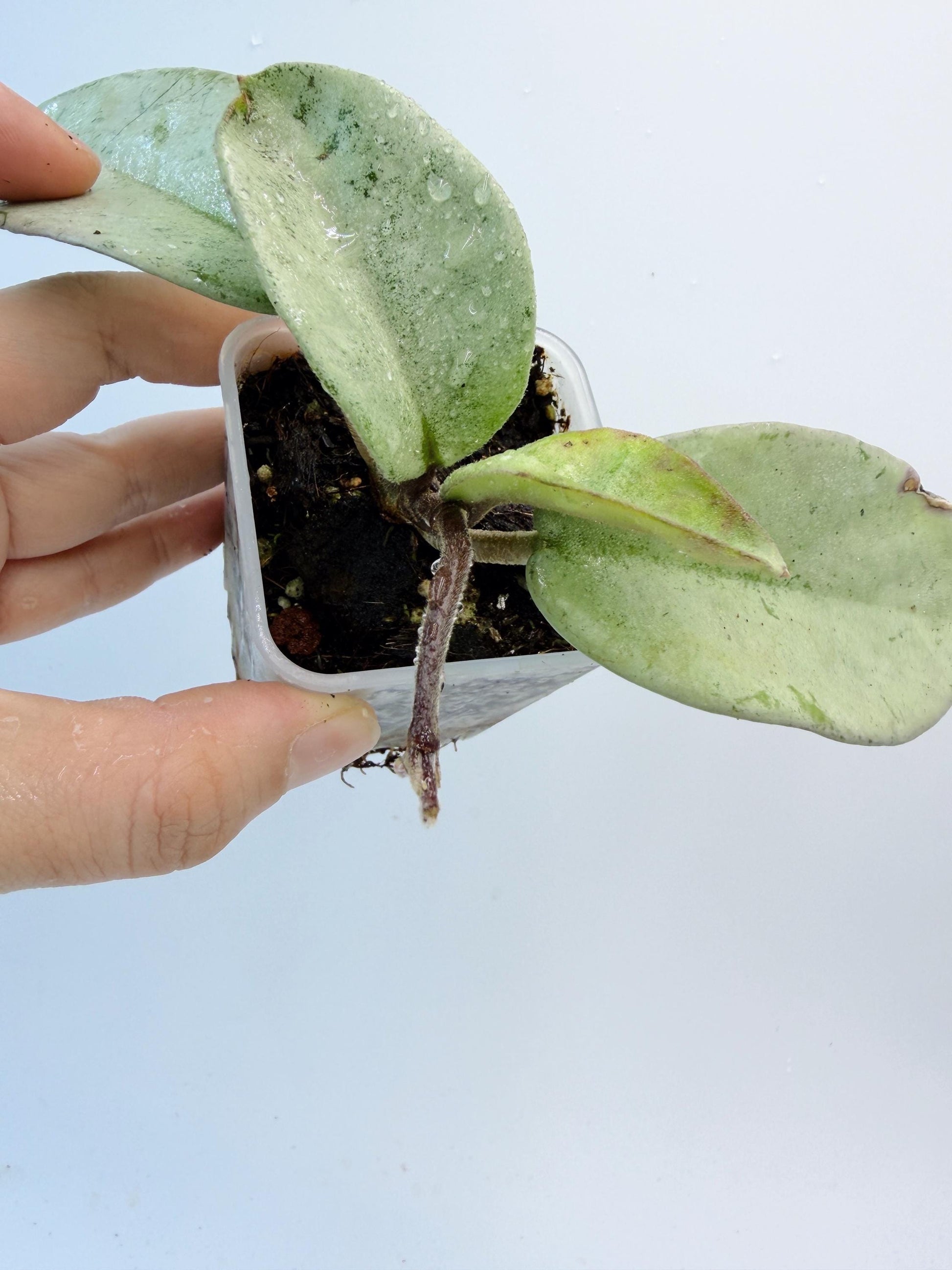 Hoya Nova Ghost