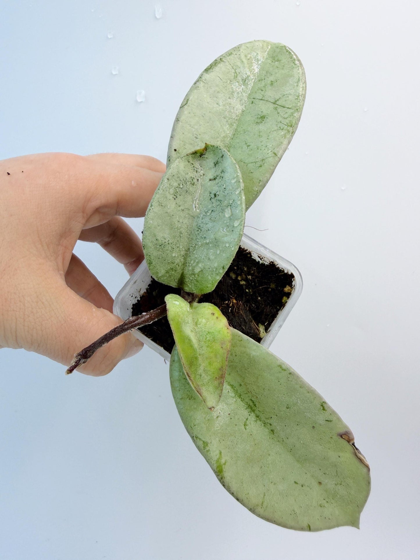 Hoya Nova Ghost