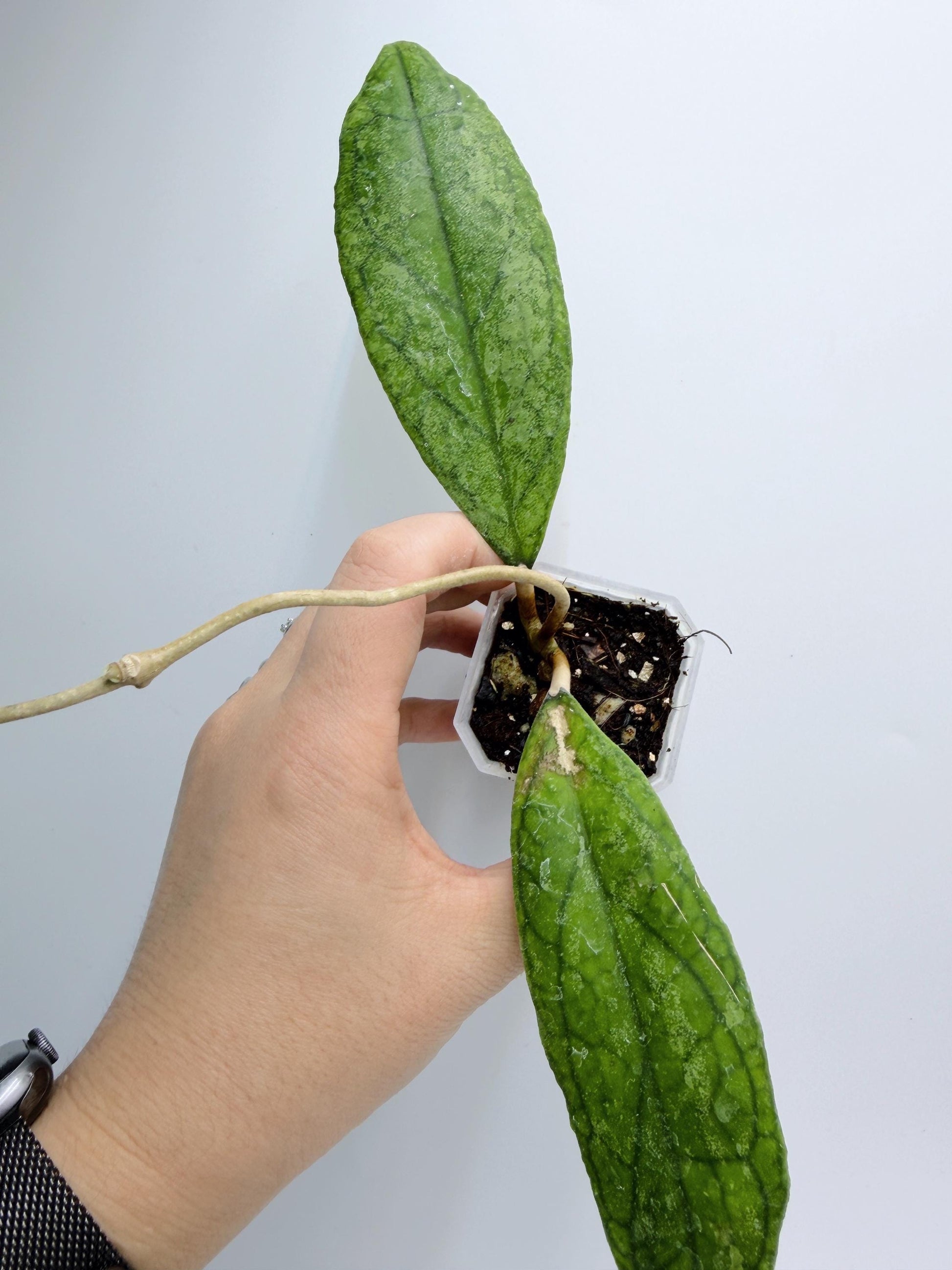Hoya RHM1047