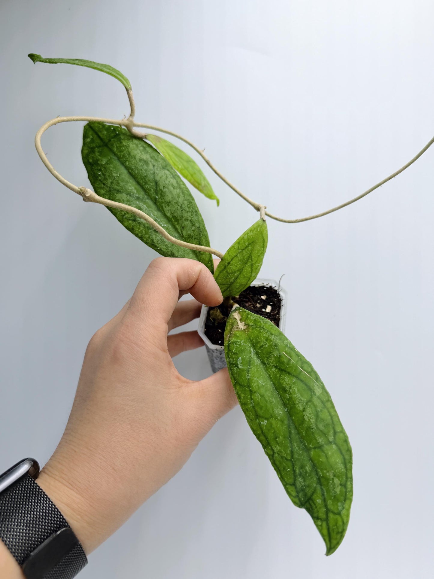 Hoya RHM1047