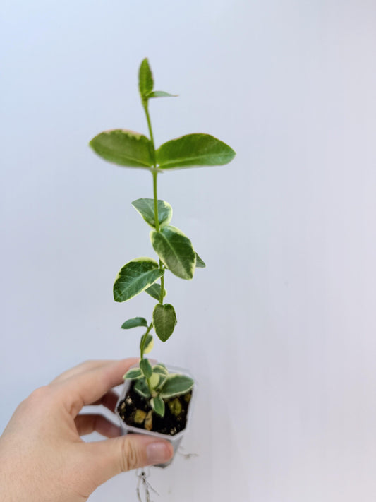 Hoya Cumingiana Albo