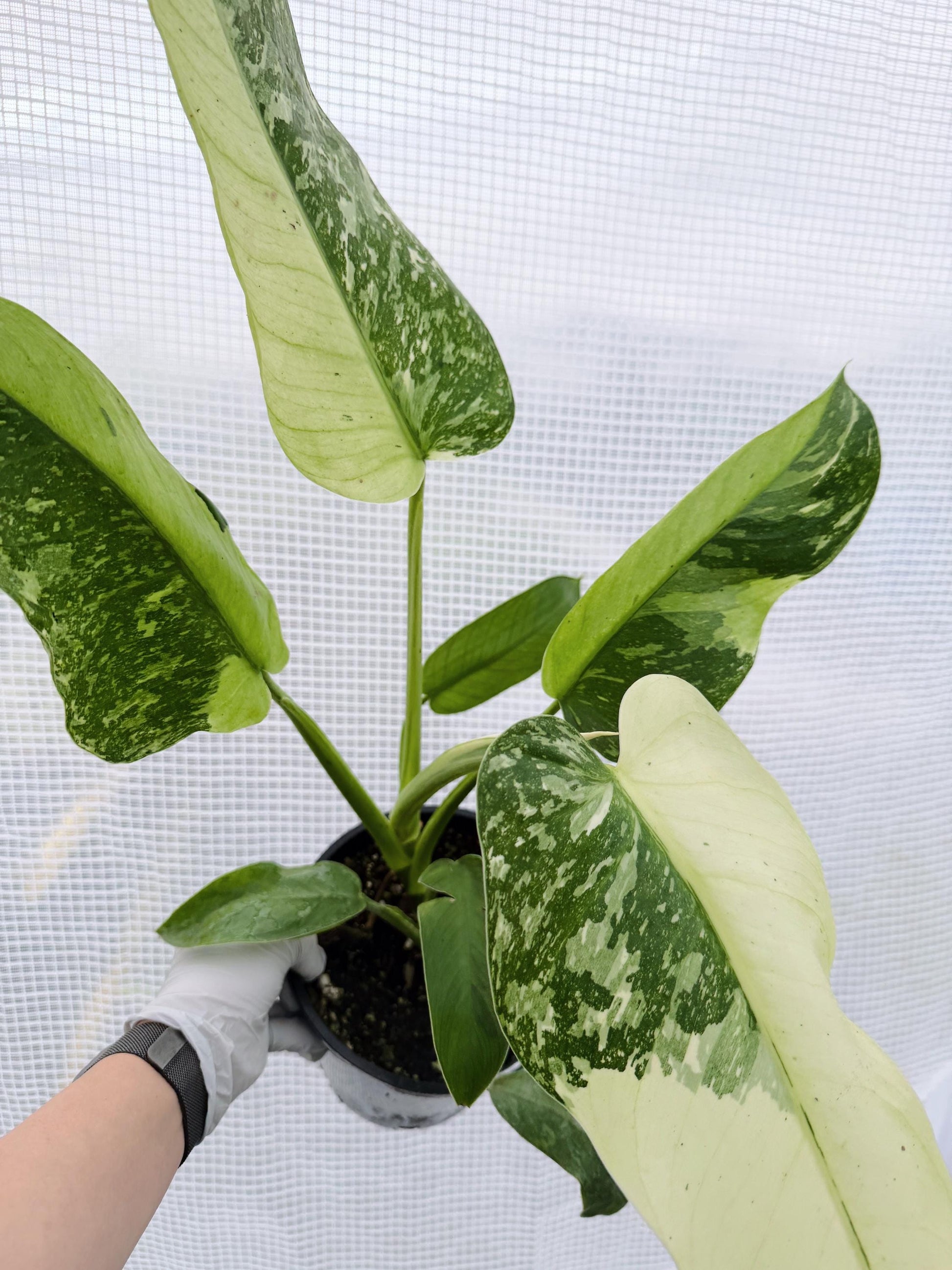 Philodendron Jose Bruno