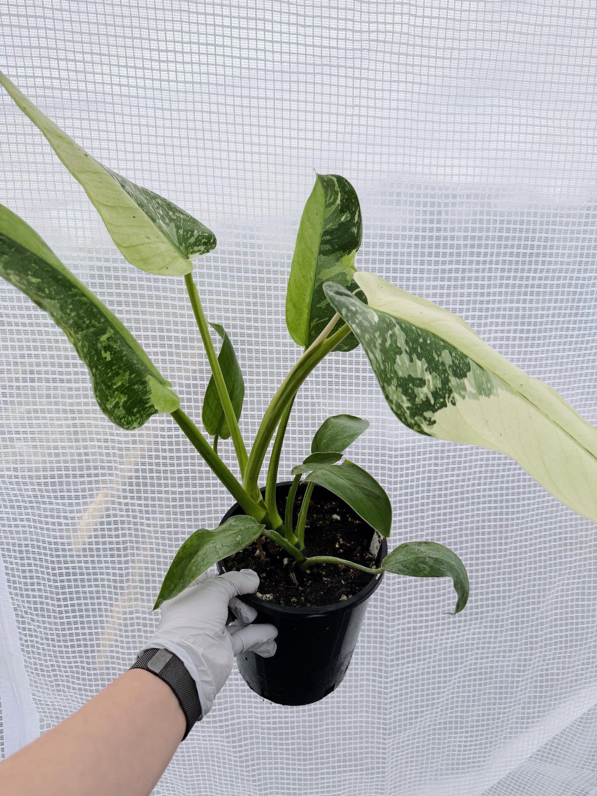 Philodendron Jose Bruno
