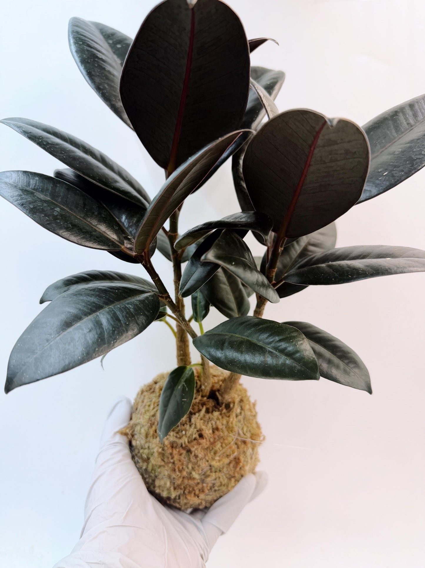 Rubber Plant (Ficus elastica) Kokedama