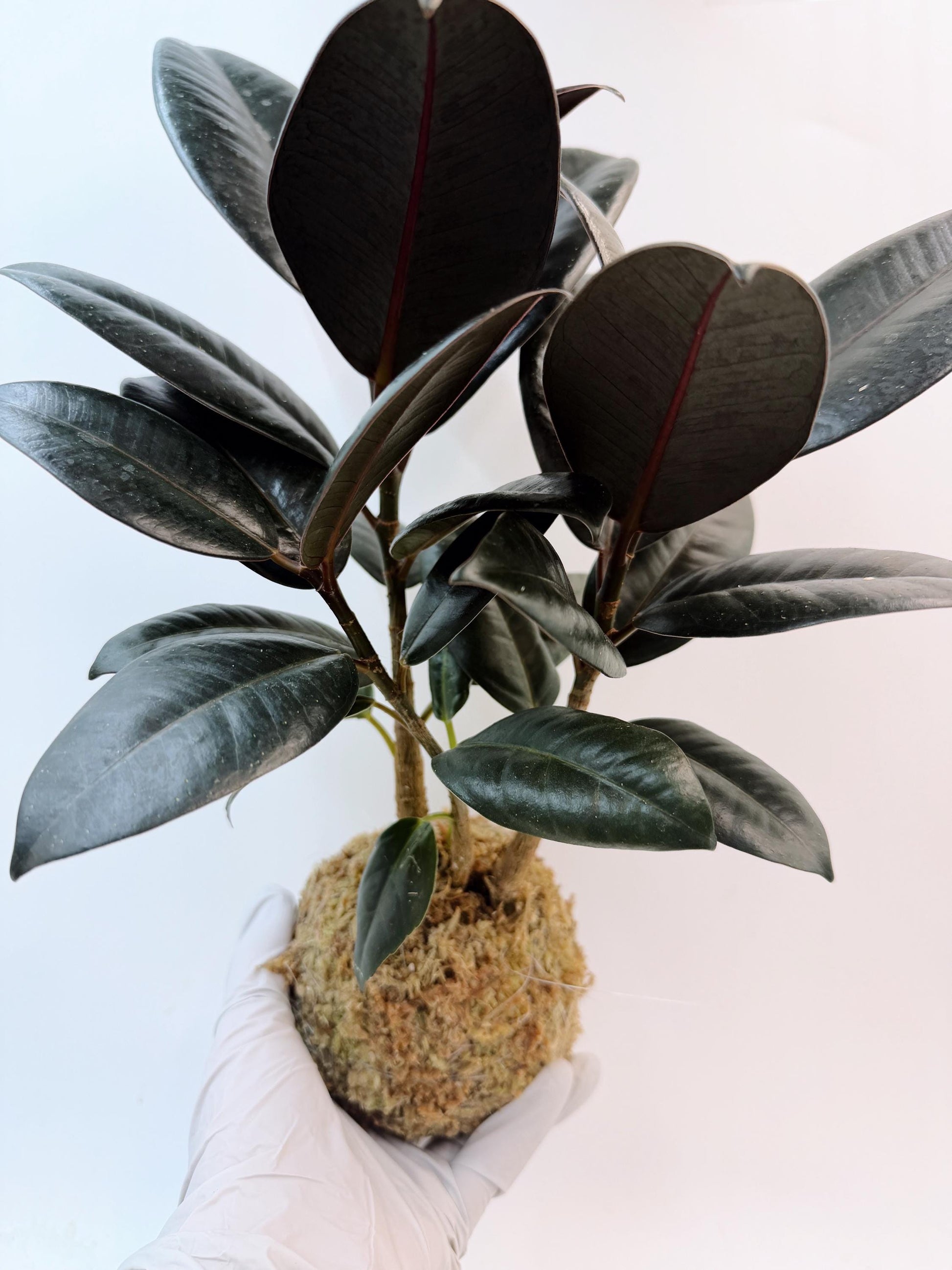 Rubber Plant (Ficus elastica) Kokedama