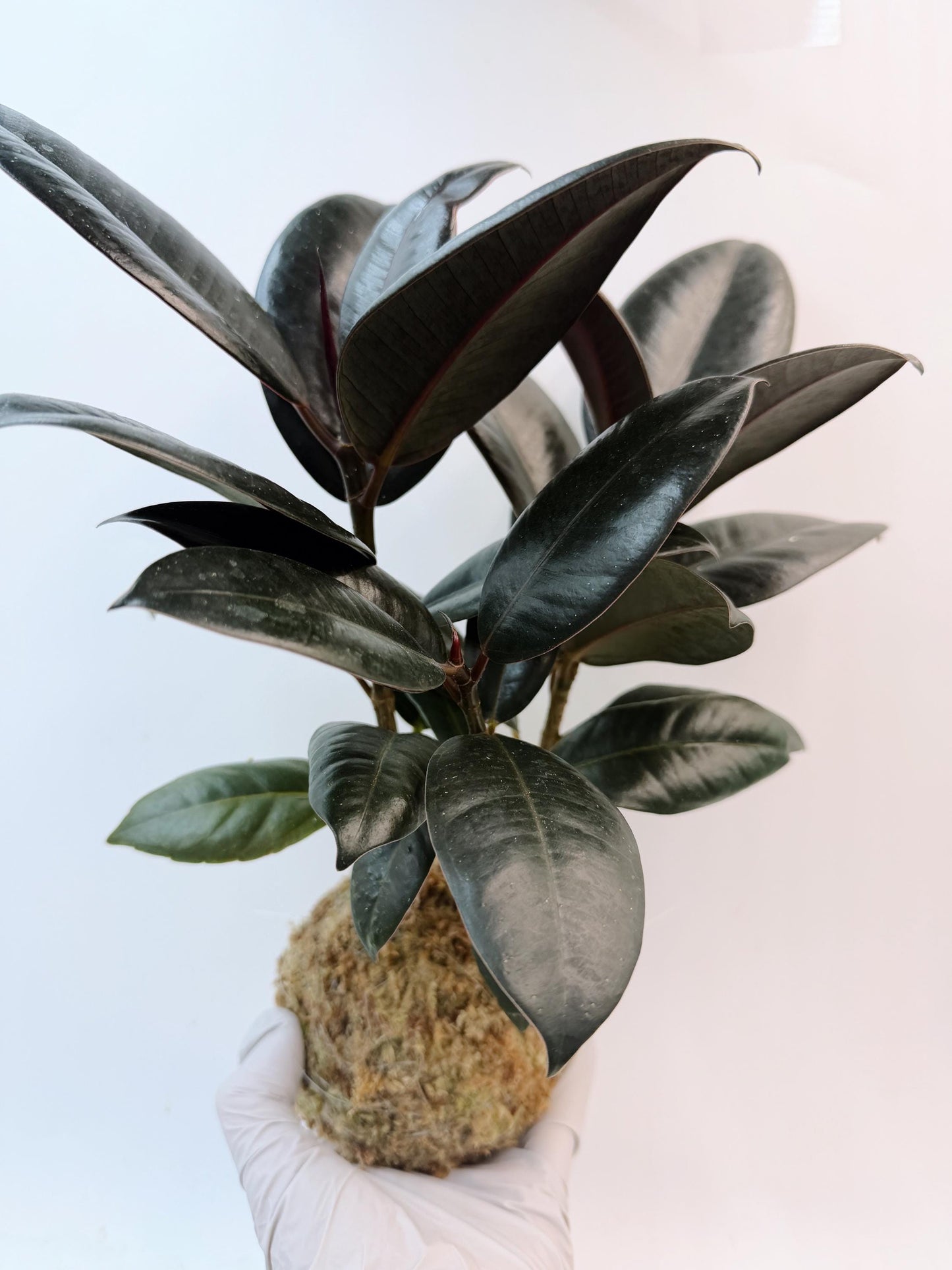 Rubber Plant (Ficus elastica) Kokedama