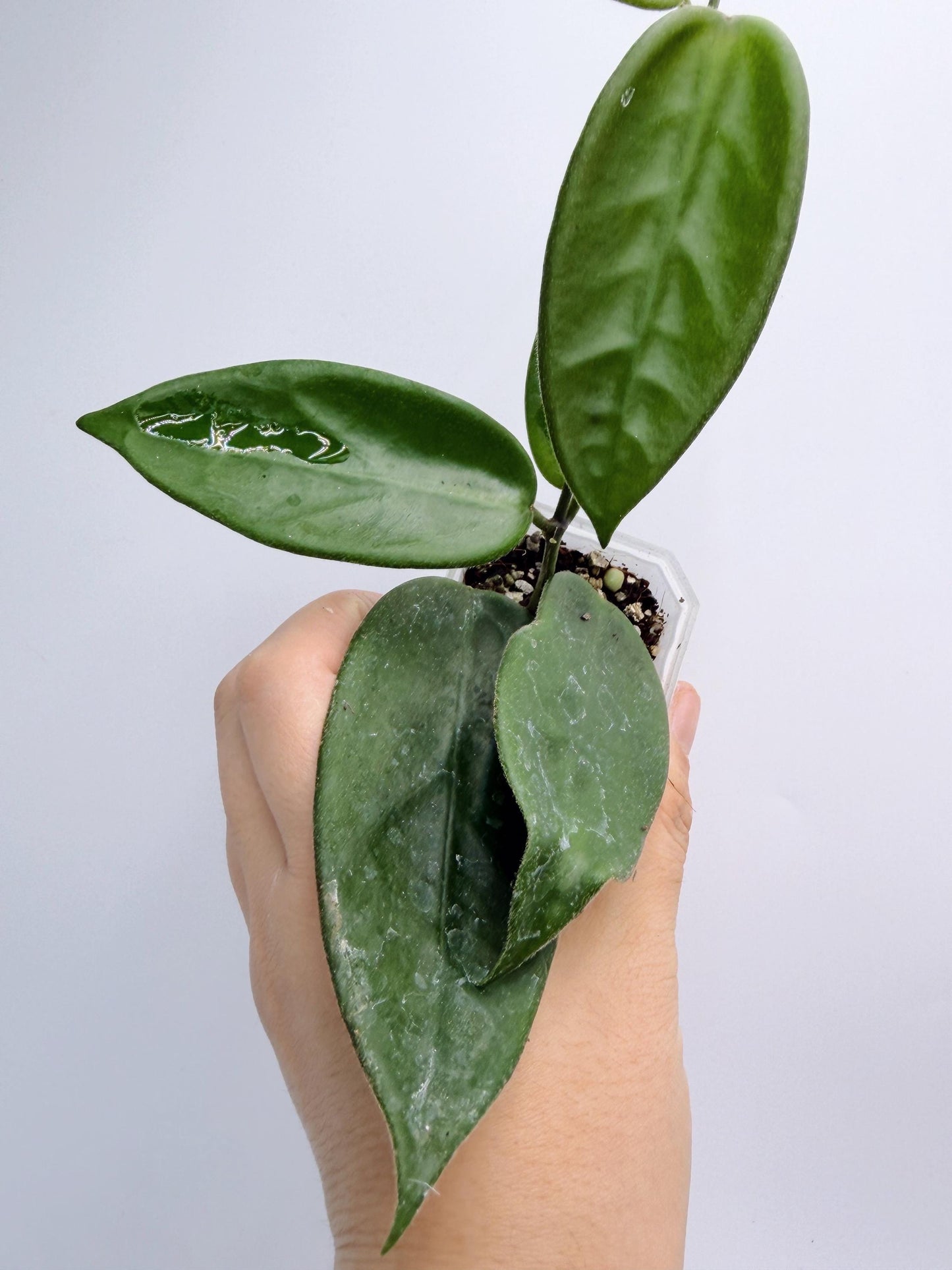 Hoya Vangviengiensis