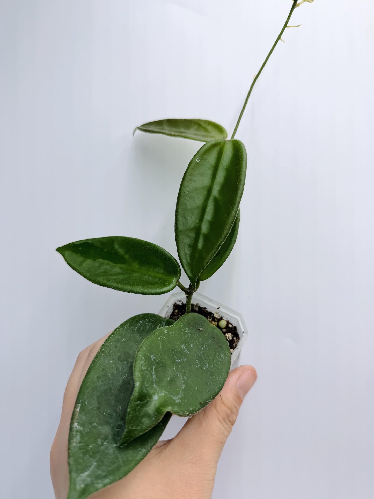 Hoya Vangviengiensis