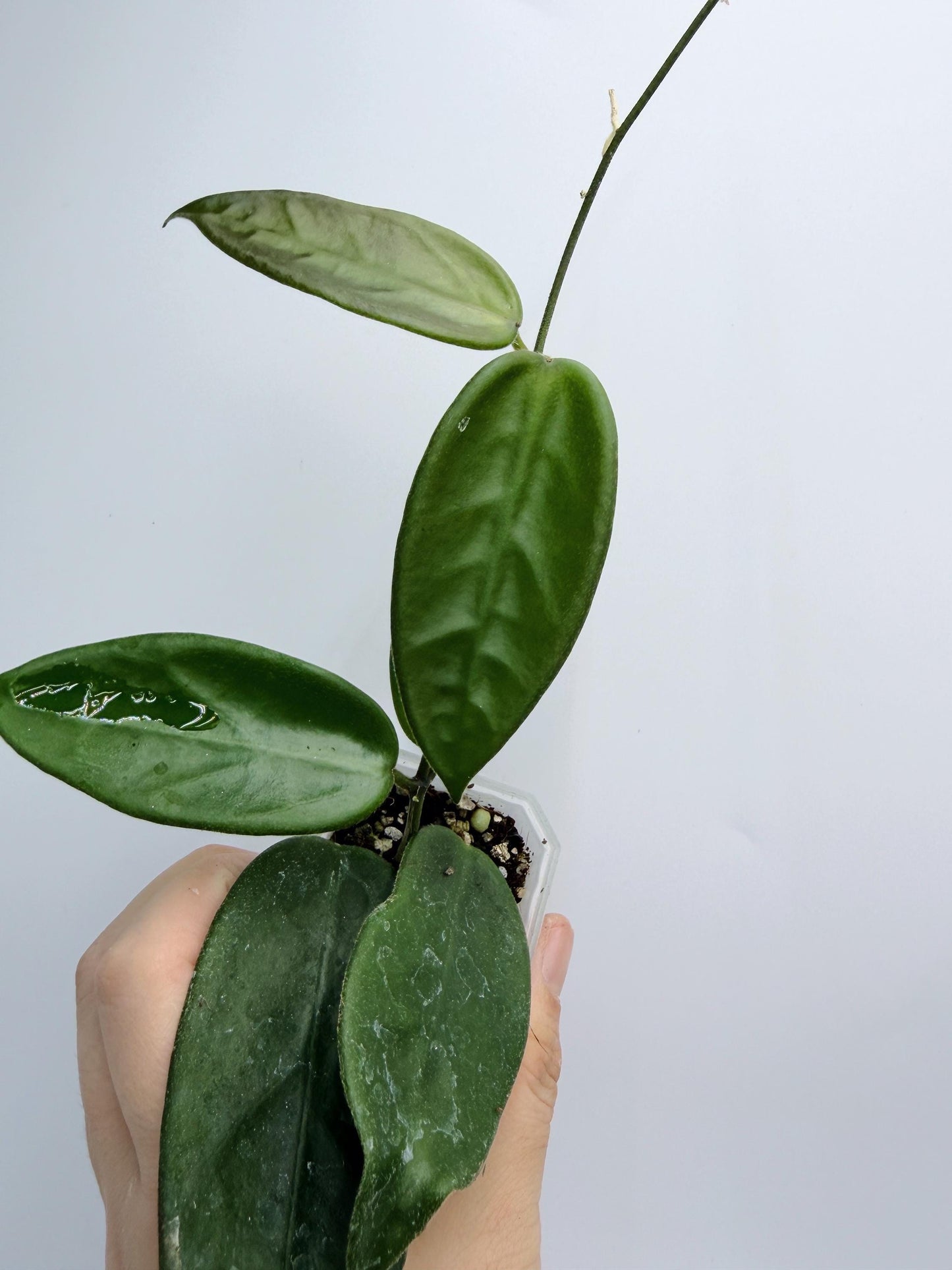 Hoya Vangviengiensis