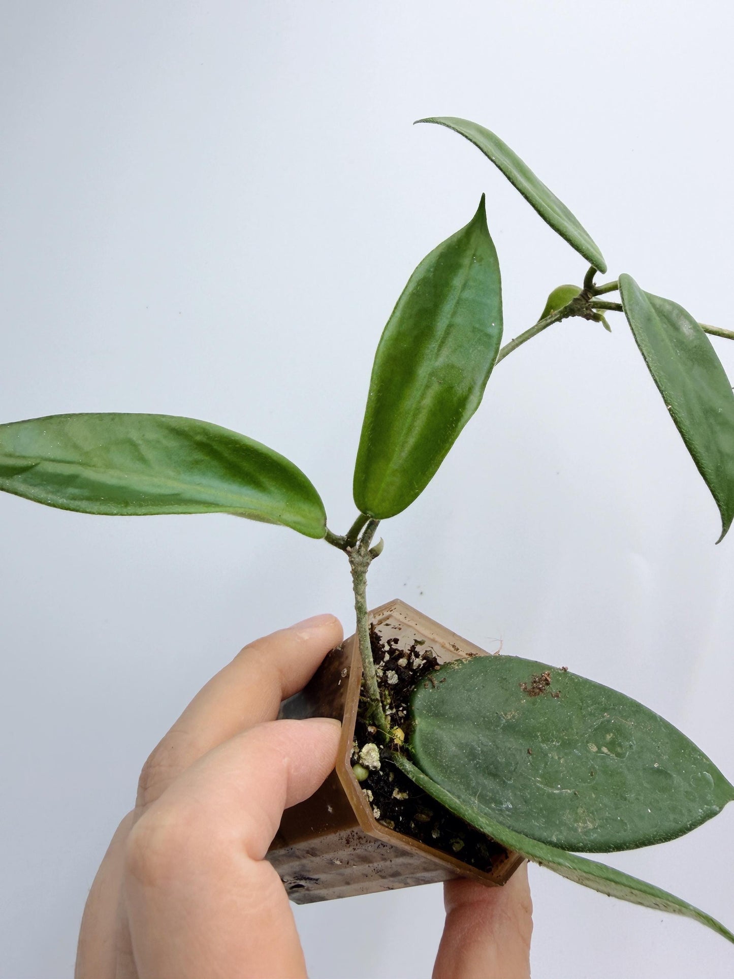 Hoya Vangviengiensis