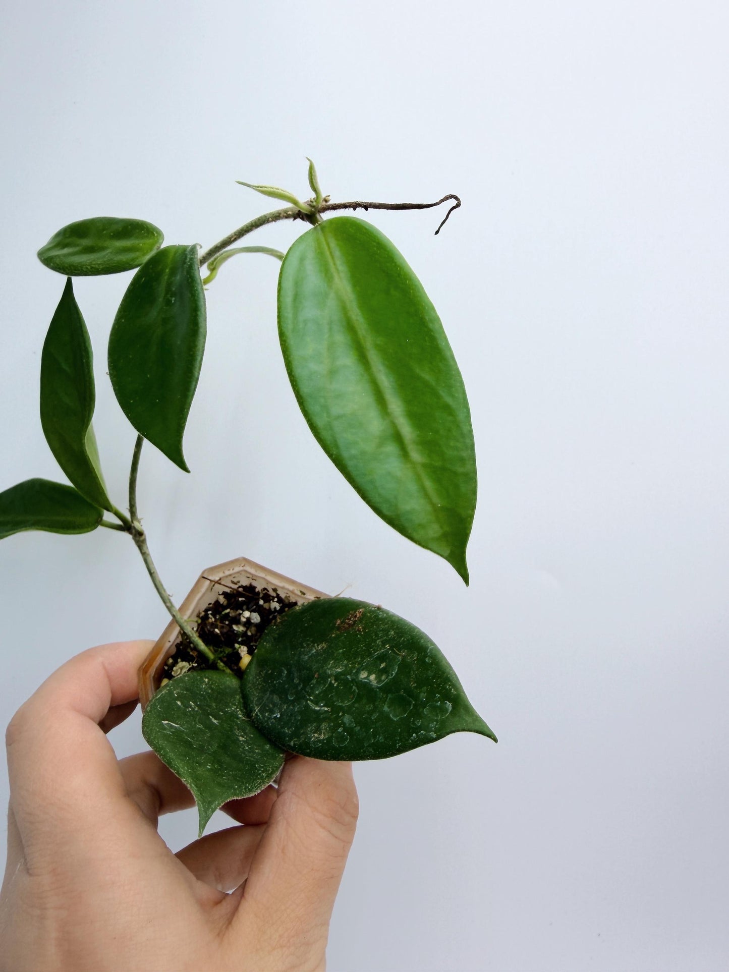 Hoya Vangviengiensis