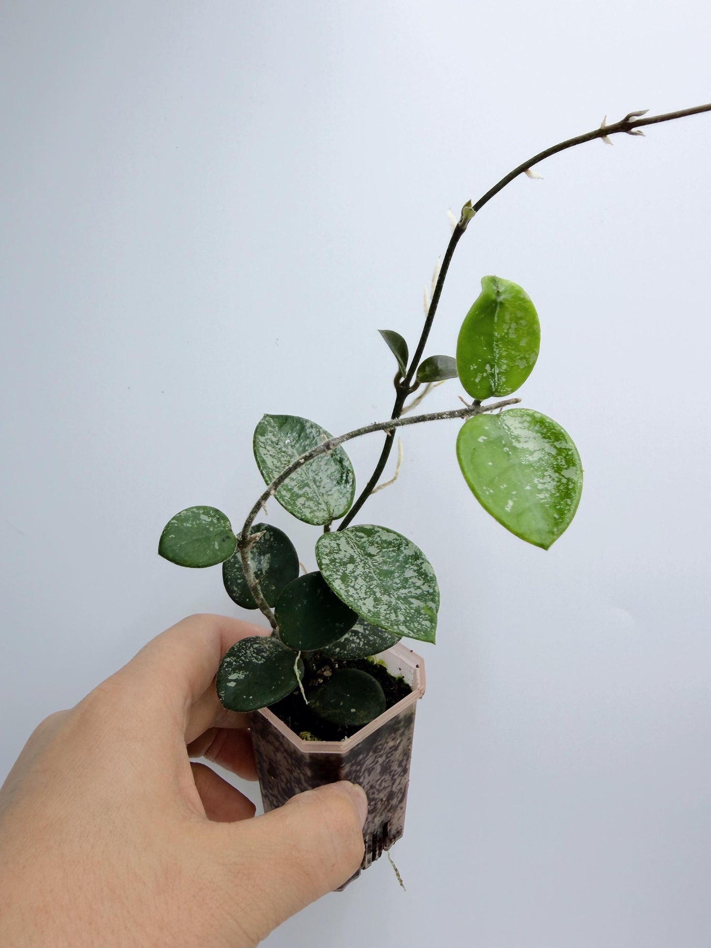 Hoya Mathilde Splash