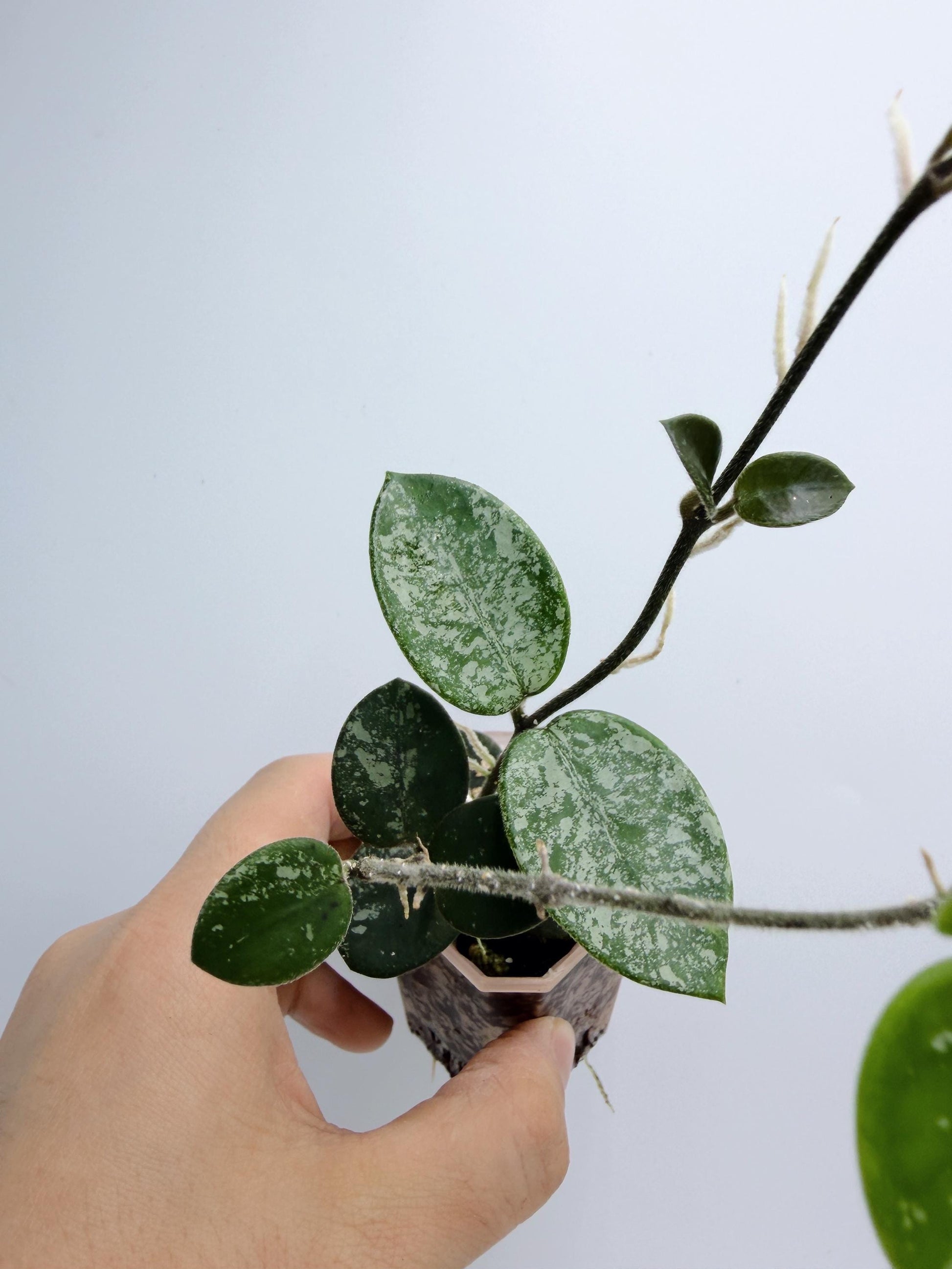 Hoya Mathilde Splash