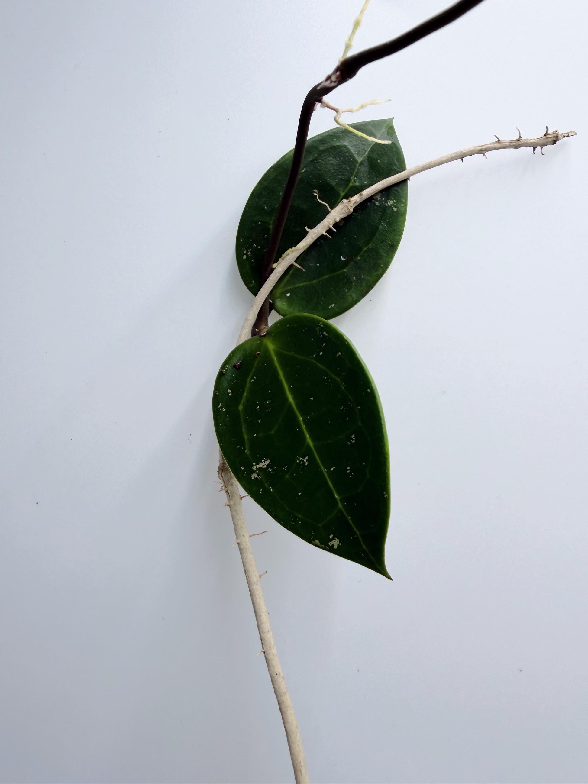 Hoya Verticillata Heart Leaves Splash