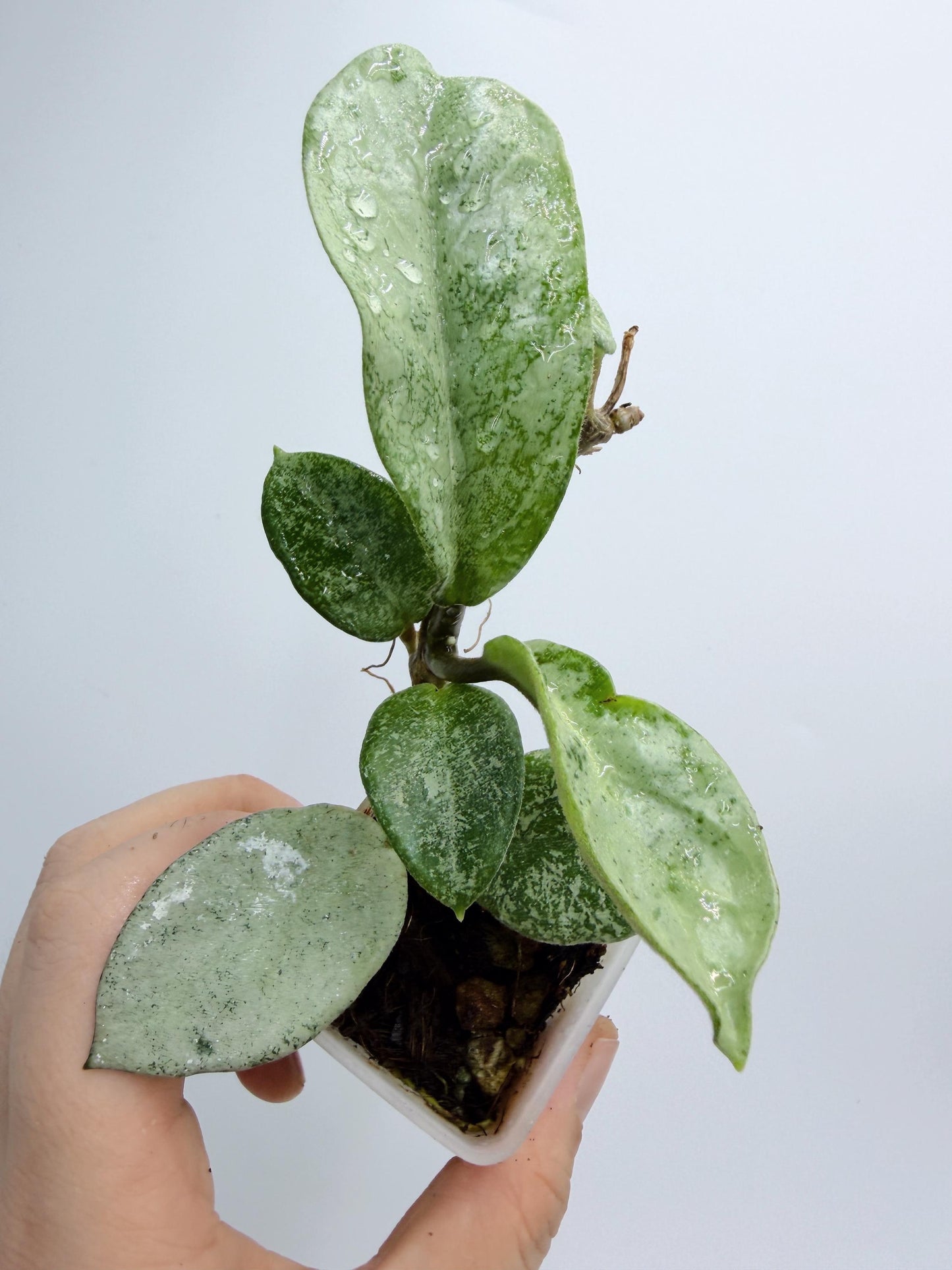 Hoya Nova Ghost