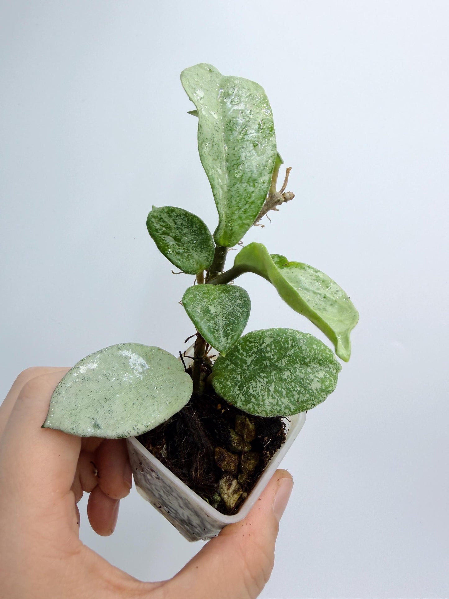 Hoya Nova Ghost