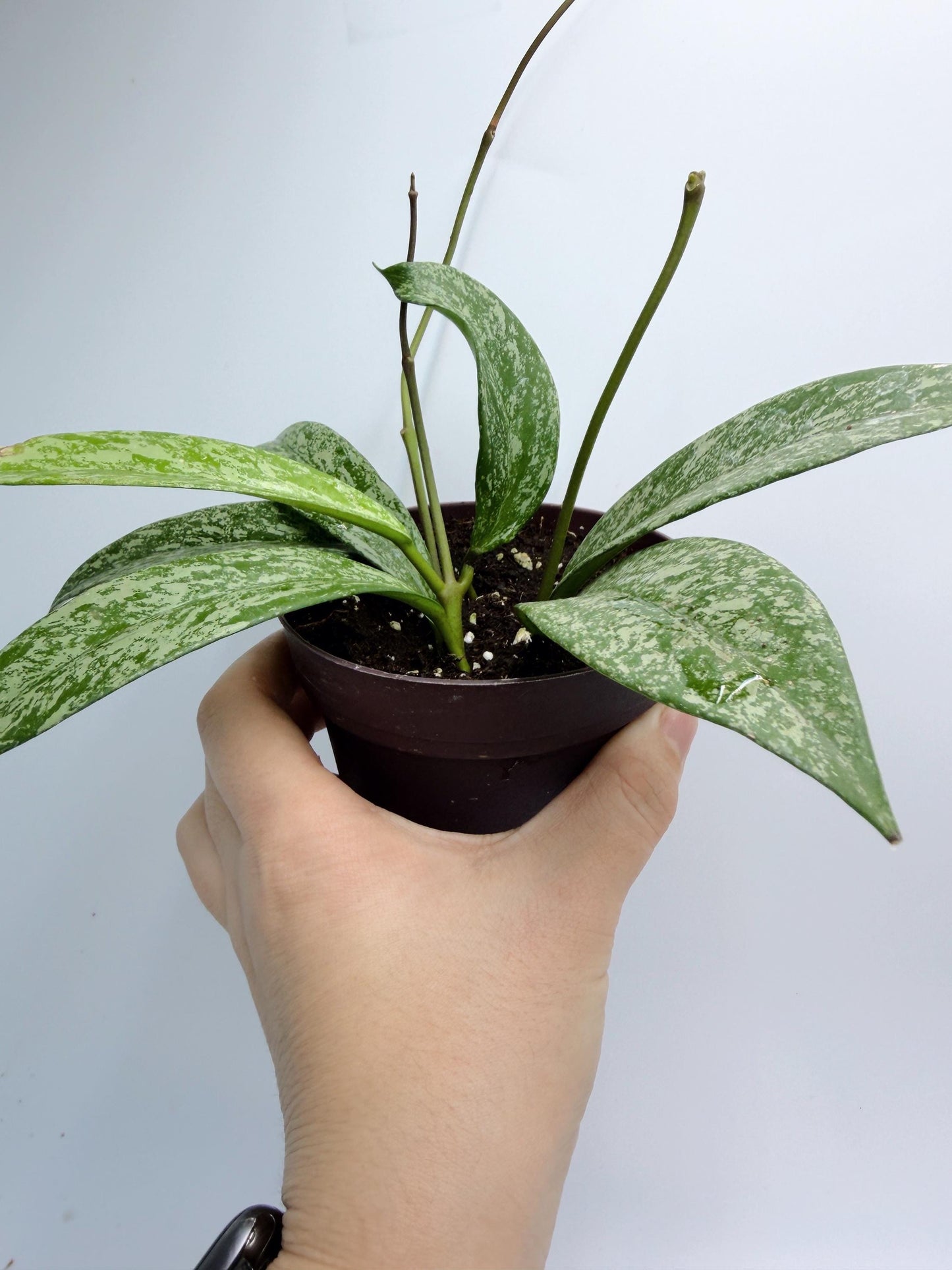 Hoya Pubicalyx Pink Silver Ghost