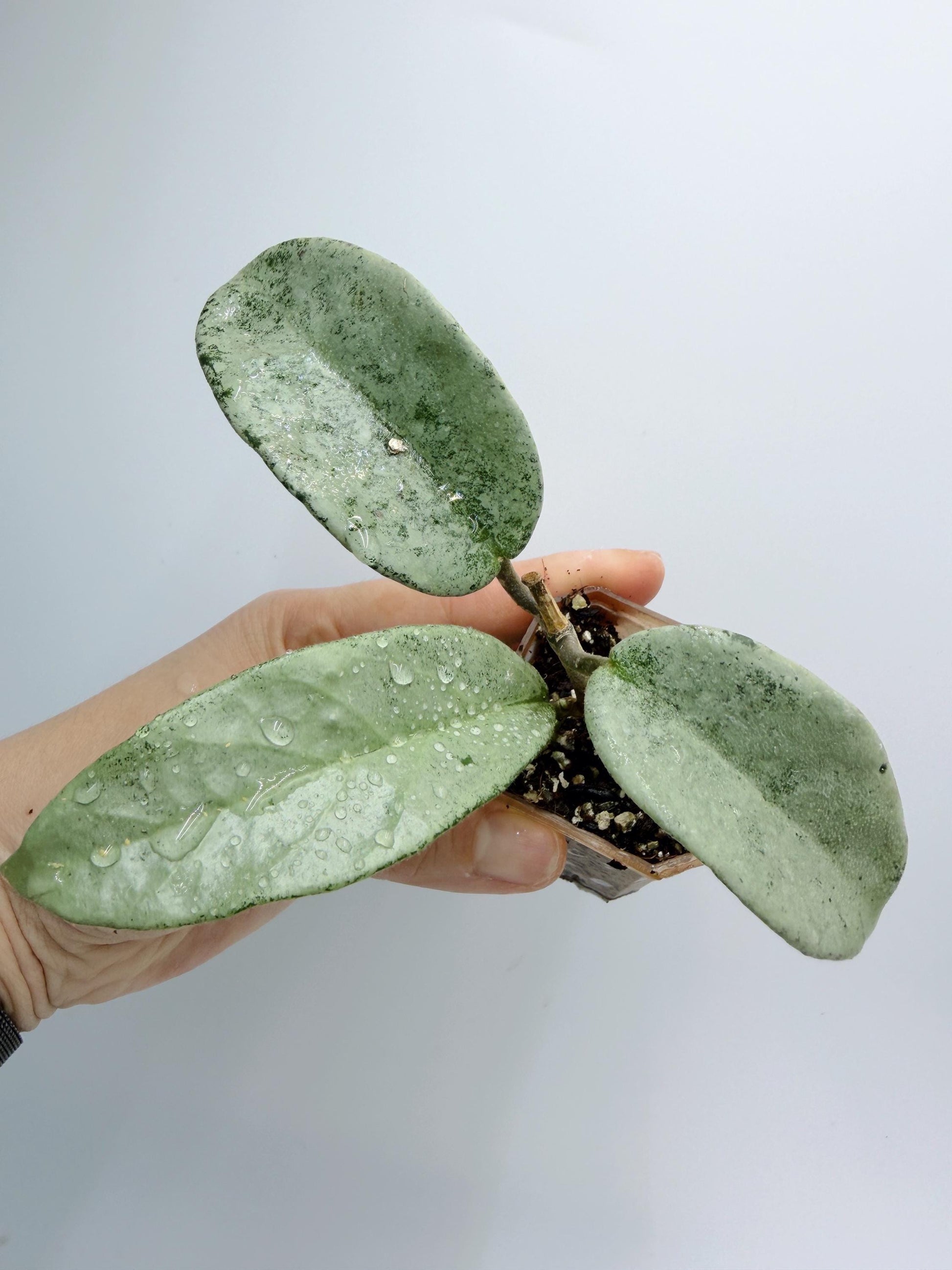 Hoya Nova Ghost