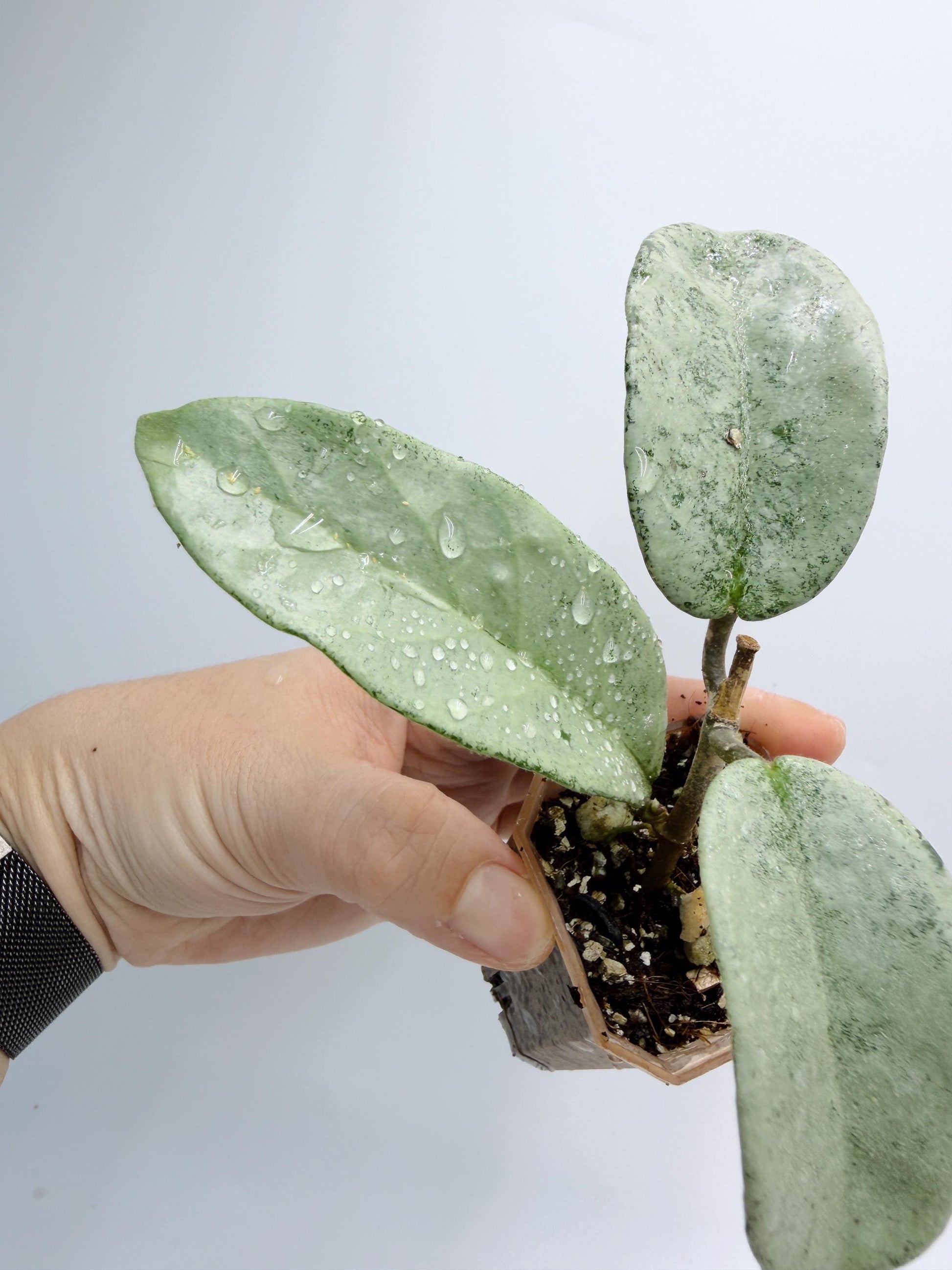 Hoya Nova Ghost