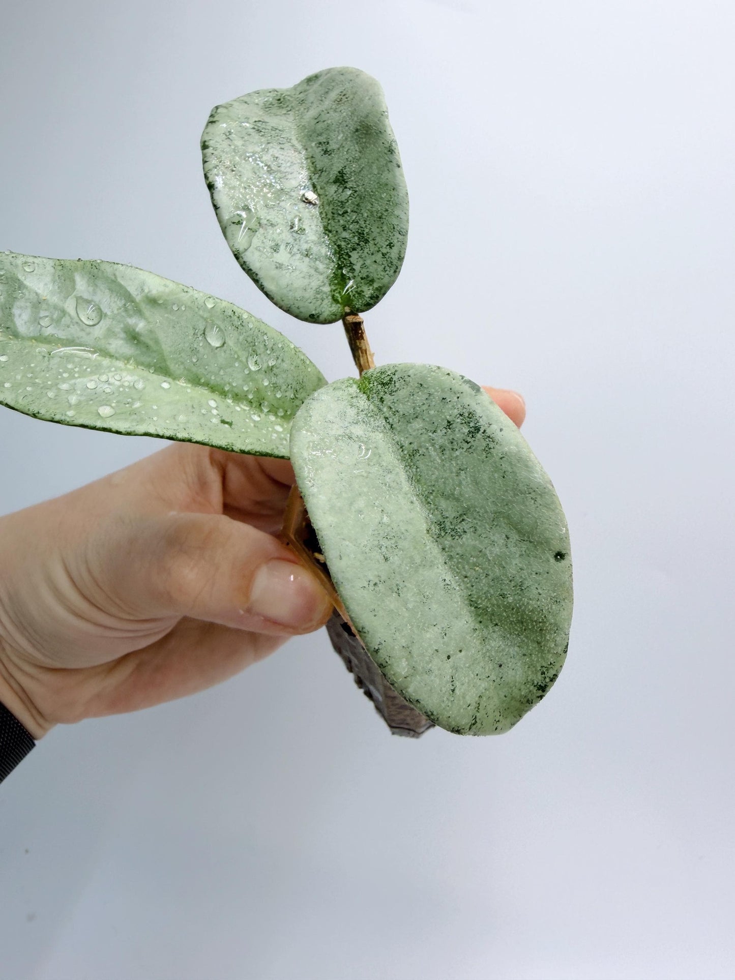 Hoya Nova Ghost