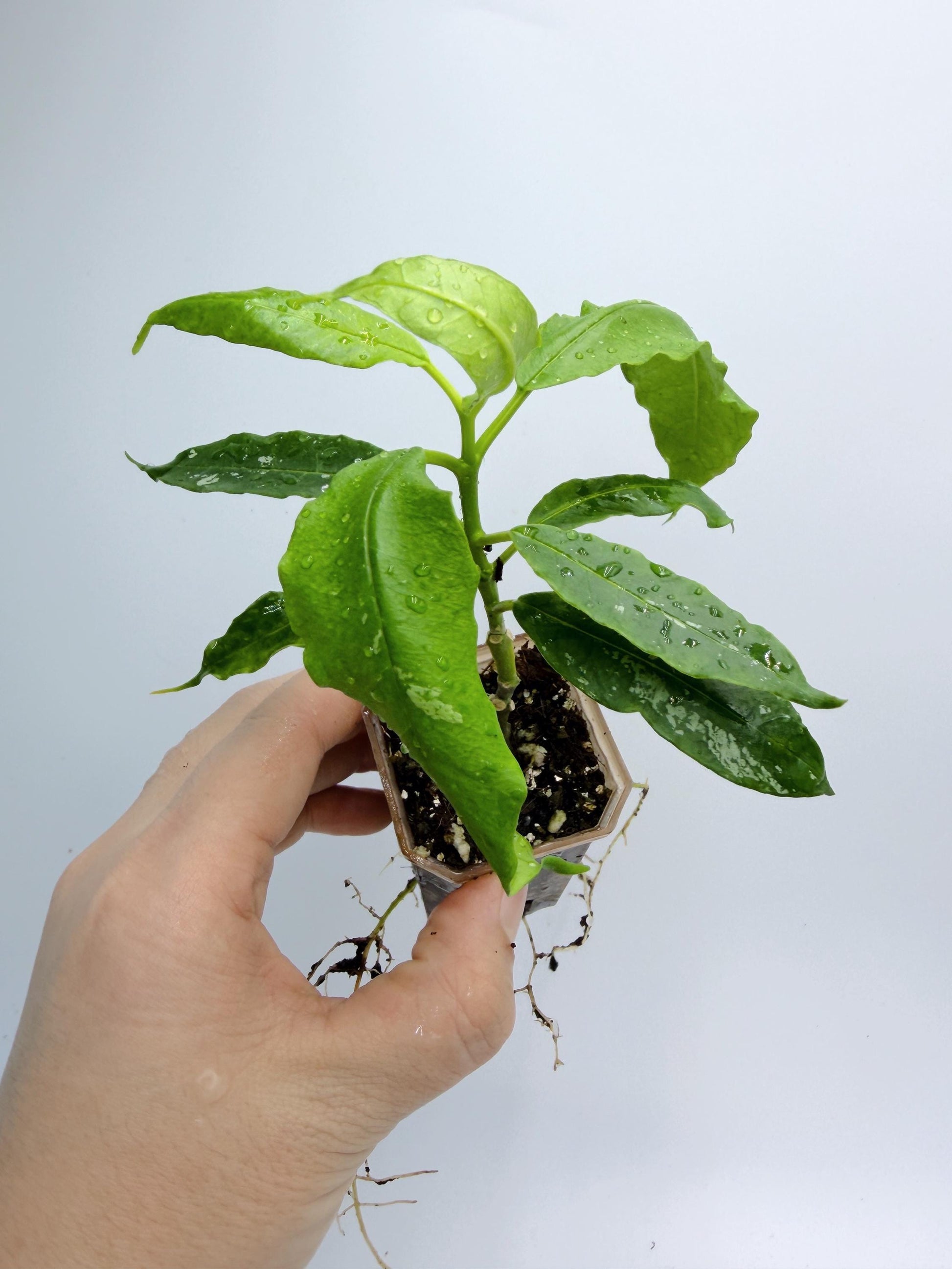 Hoya Solokensis