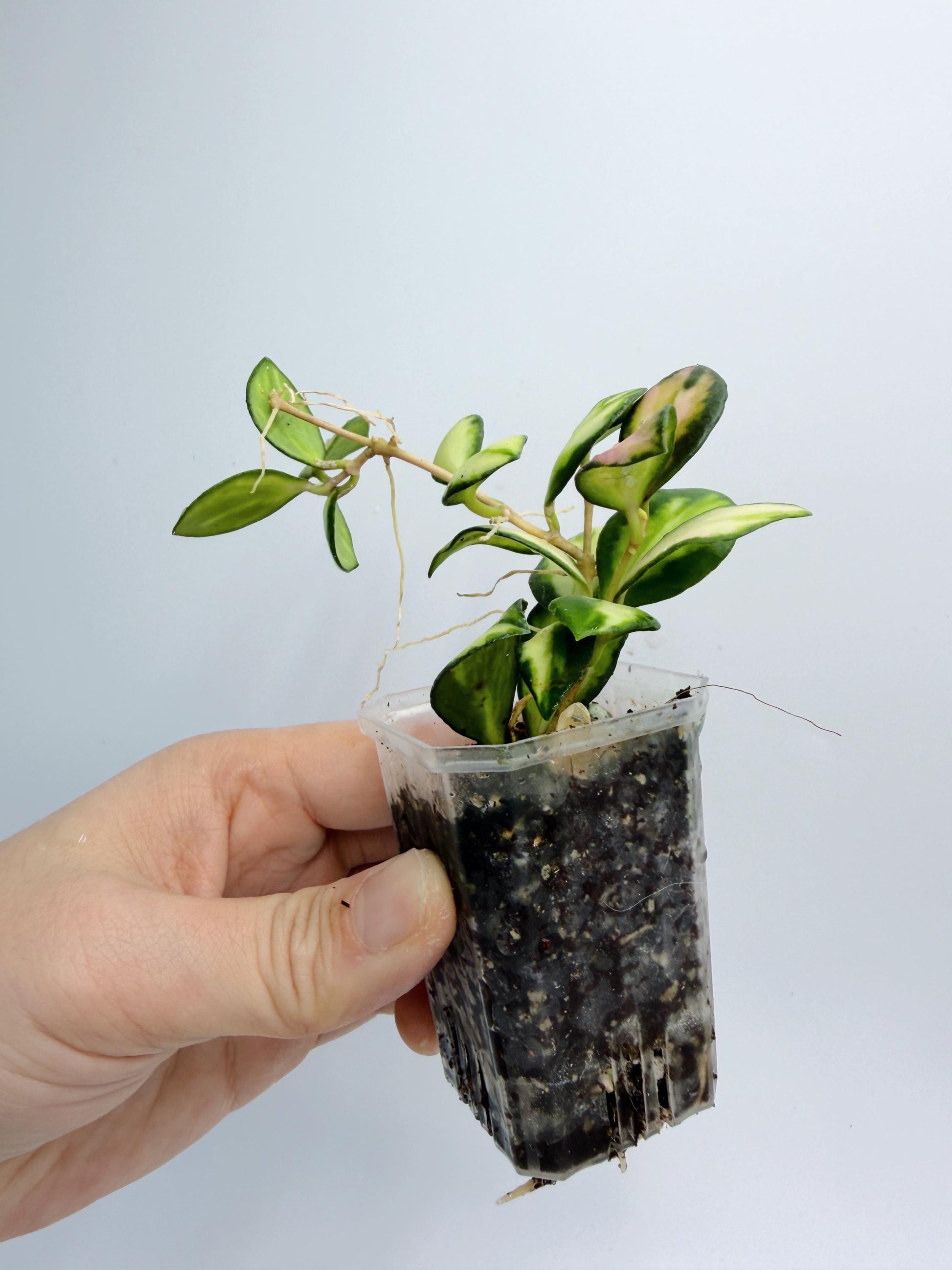 Hoya Heuschkeliana Variegata